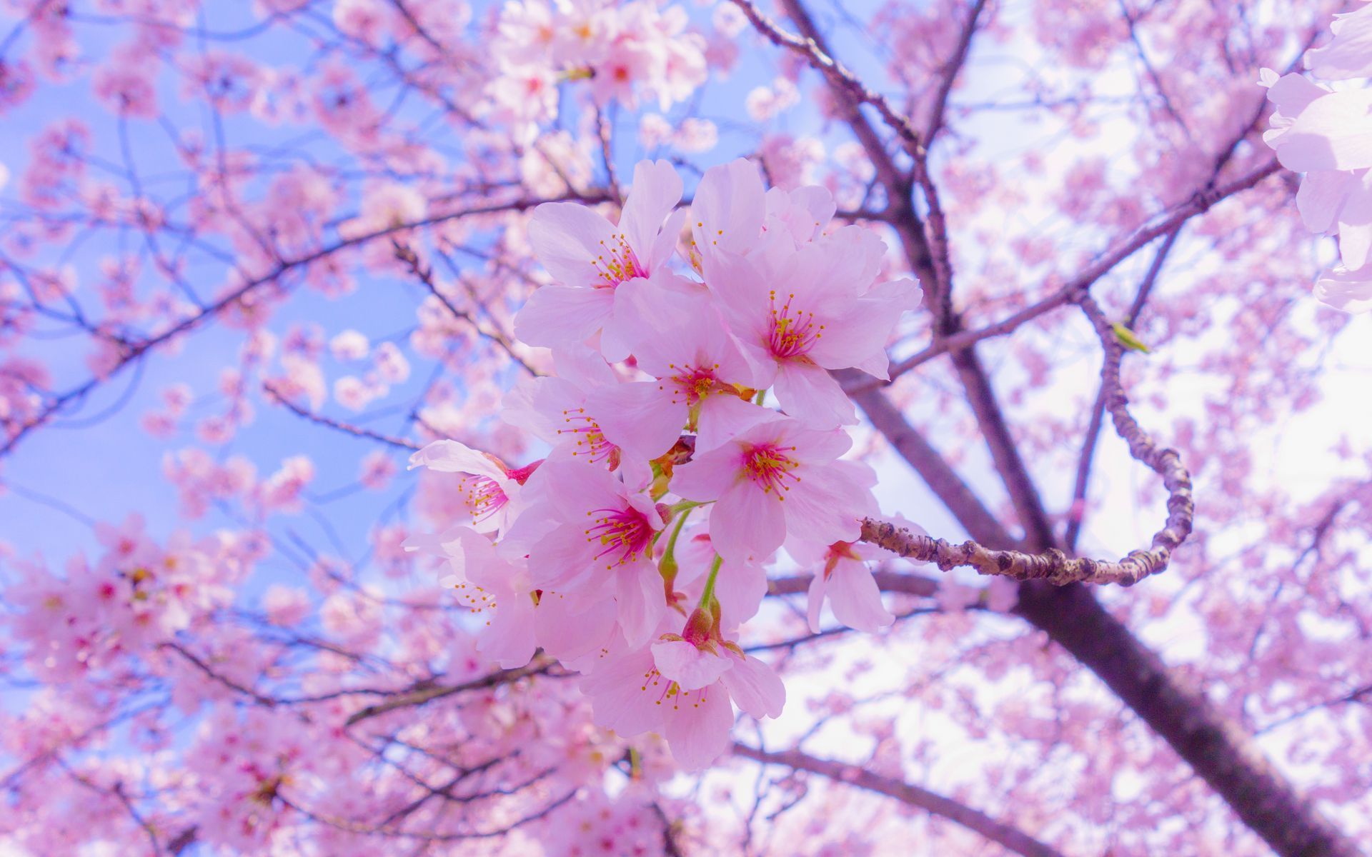 1920x1200 Download wallpaper 1920x1200 sakura, flowers, bloom, spring, pink widescreen 16:10 HD background