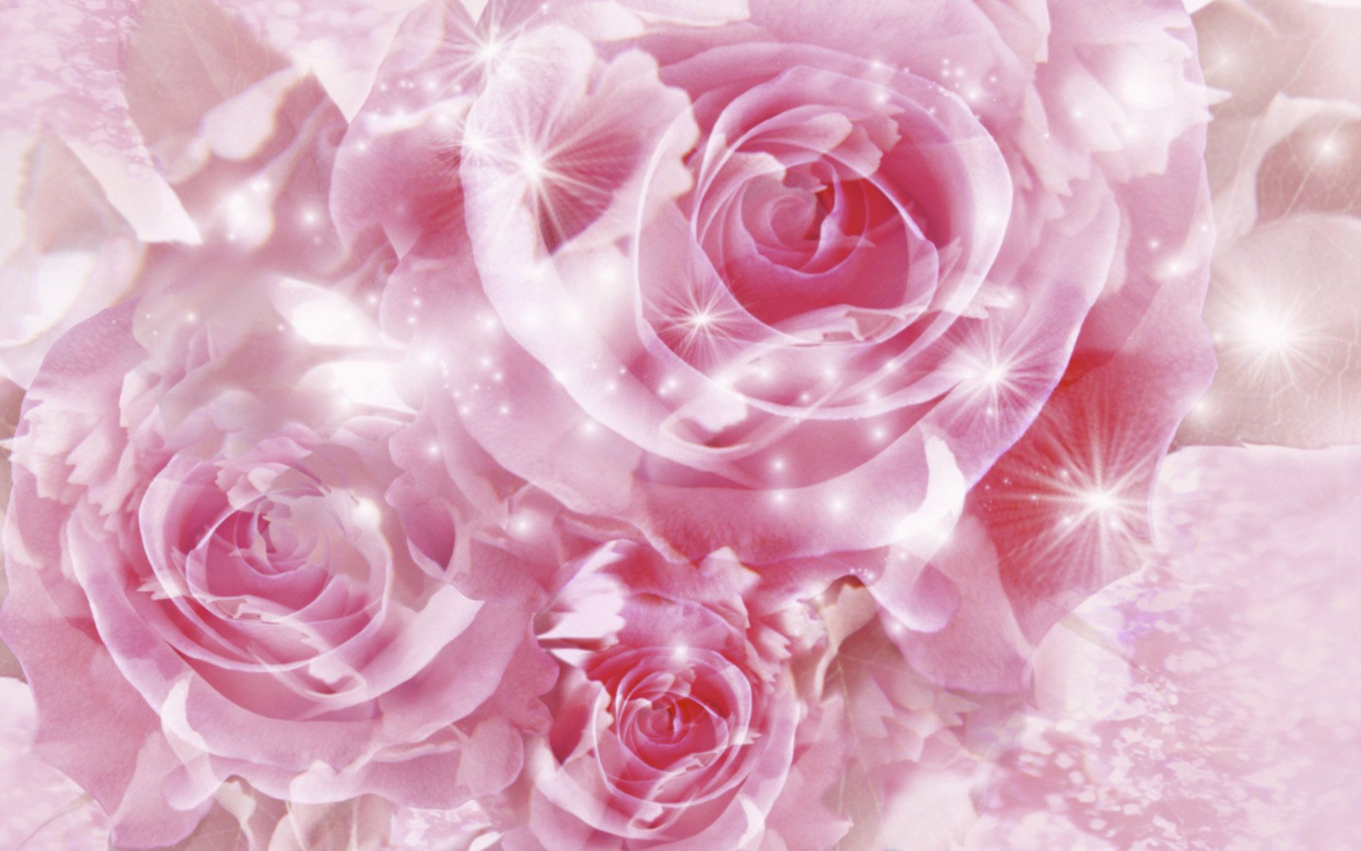 1920x1200 Pink rose wallpaper​-Quality Free Image and Transparent PNG Clipart
