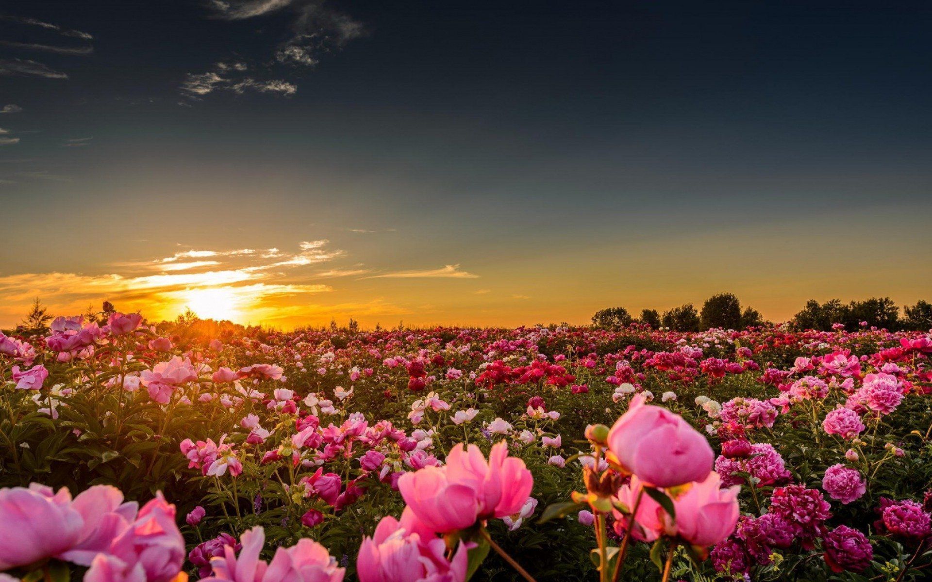1920x1200 pink peonies in the sunset flower HD wallpaper 1920x1200 10742 Wallpaper HD / Desktop and Mobile Background