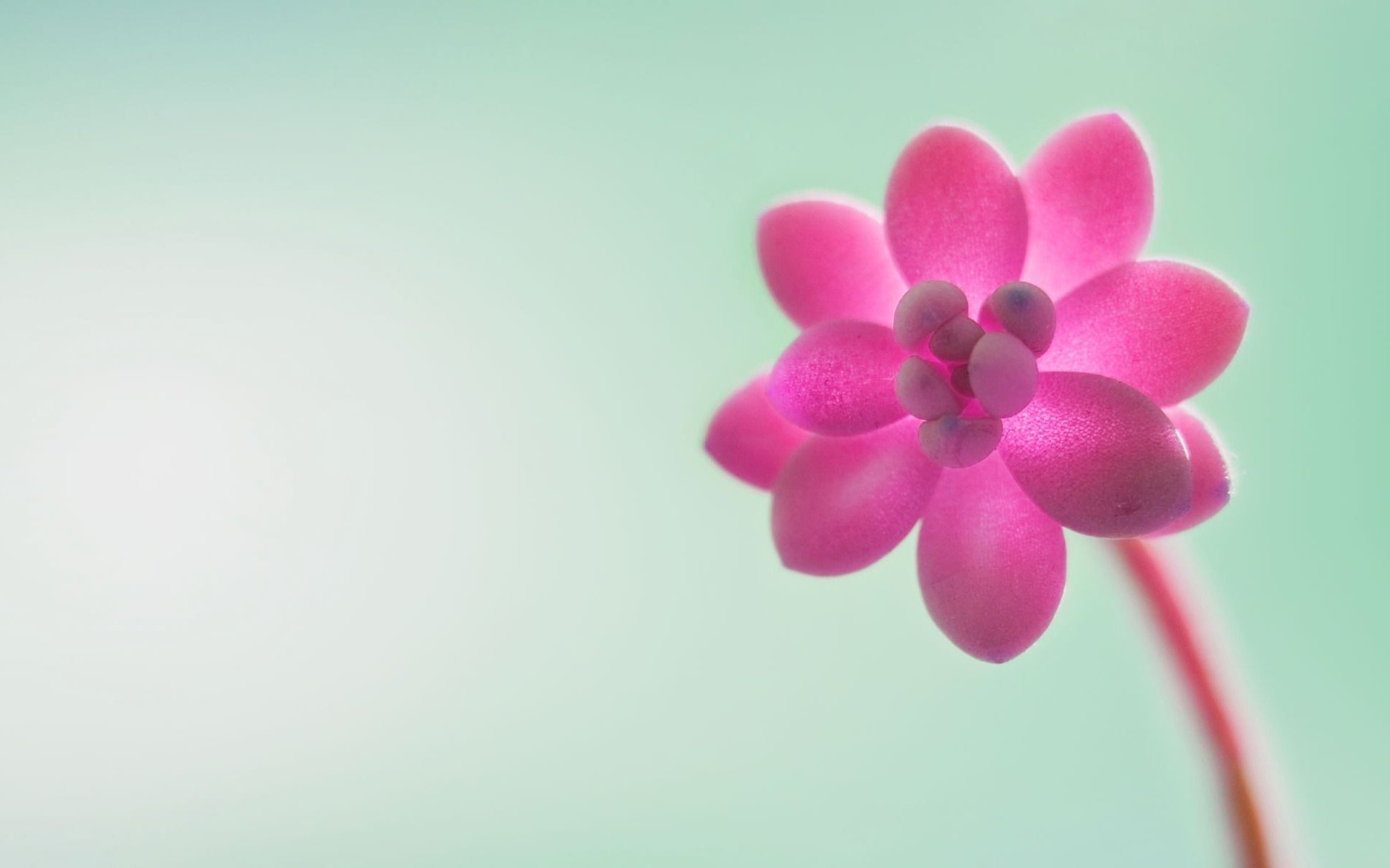 1920x1200 Pink Flowers Windows 8 1 Preview Desktop Widescreen Wallpaper