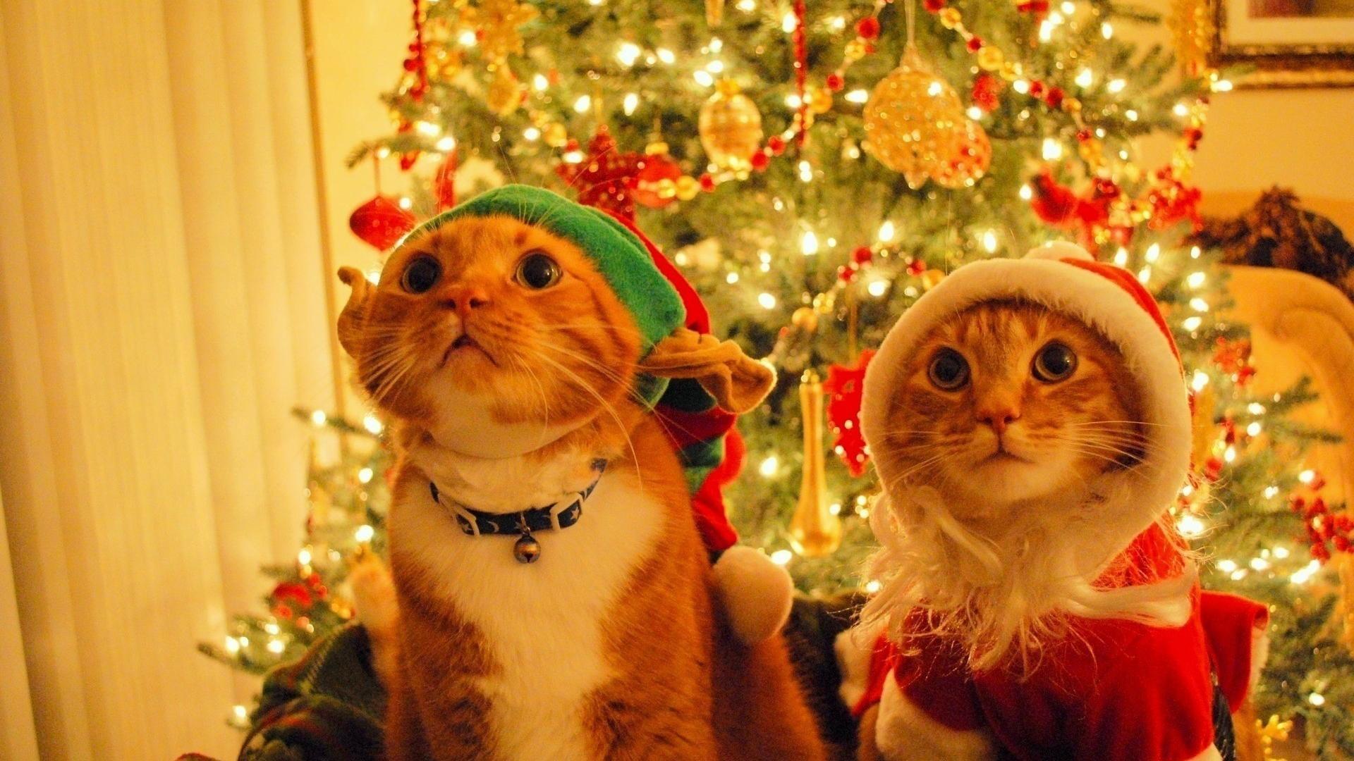 1920x1080 Christmas trees santa cats elves wallpaper