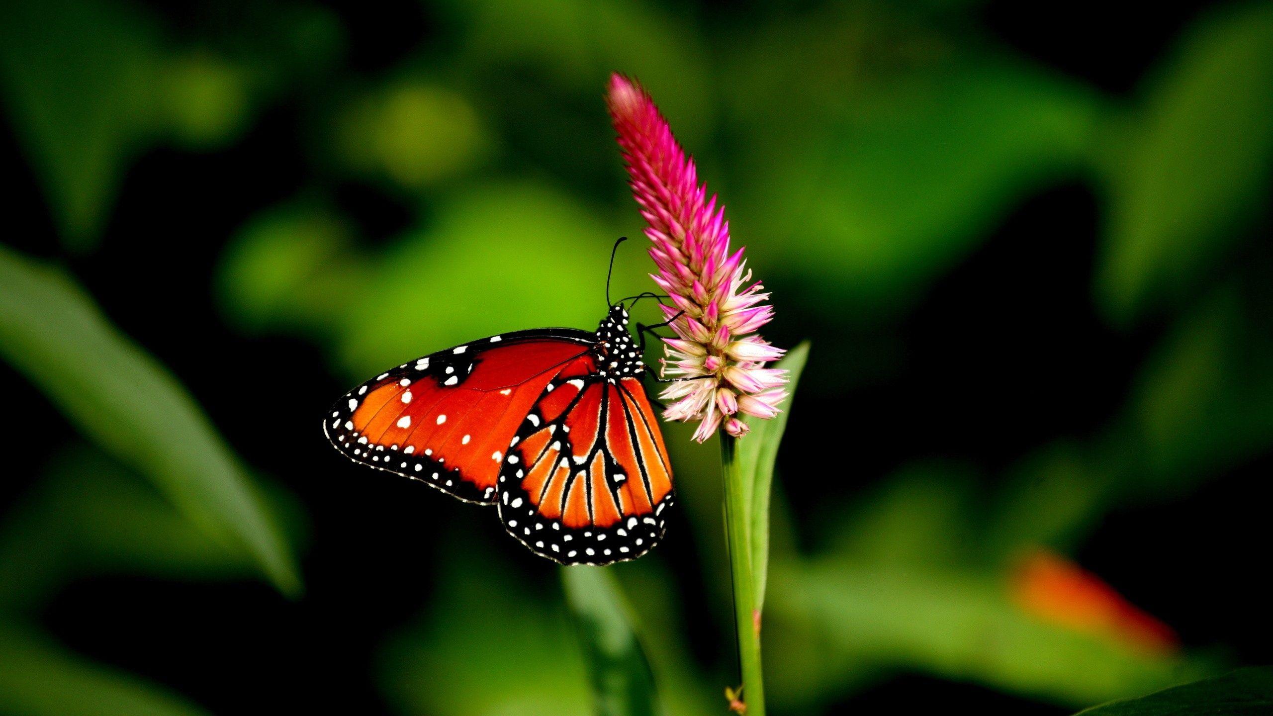 Hình nền con bướm 2560x1440, Hình ảnh, Hình ảnh