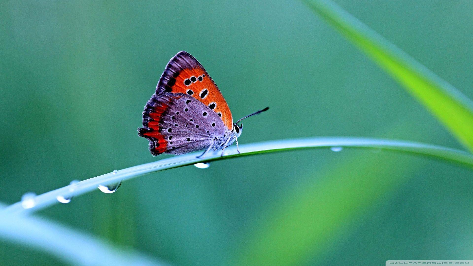 Hình nền con bướm đẹp 1920x1080 - Hình nền con bướm có độ phân giải cao 1080p, HD