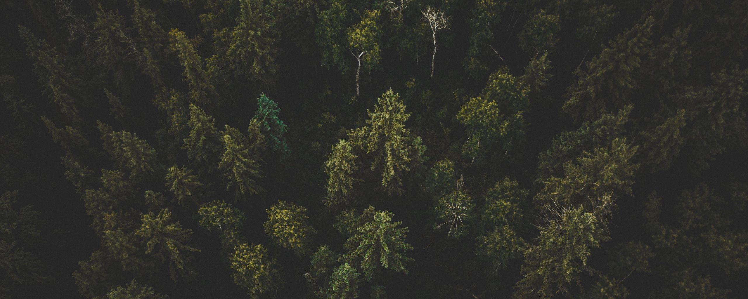 2560x1024 Download wallpaper 2560x1024 forest, aerial view, trees, tops