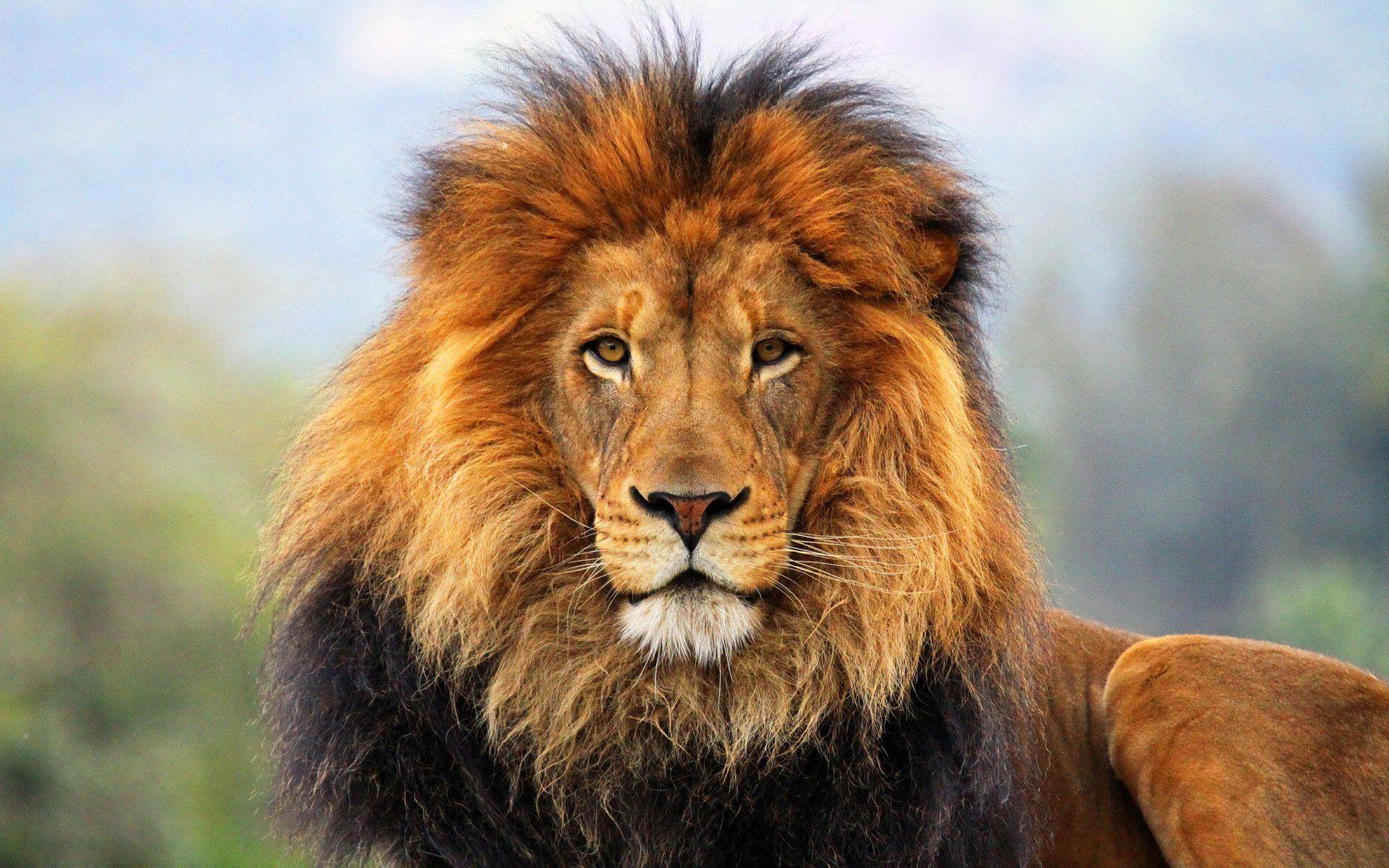 1920x1200 Lion HD Wallpaper