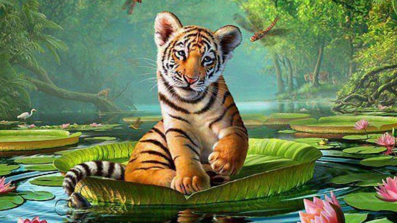1280x720 Animal Wallpaper, Animal Planet, Desktop Image, Free