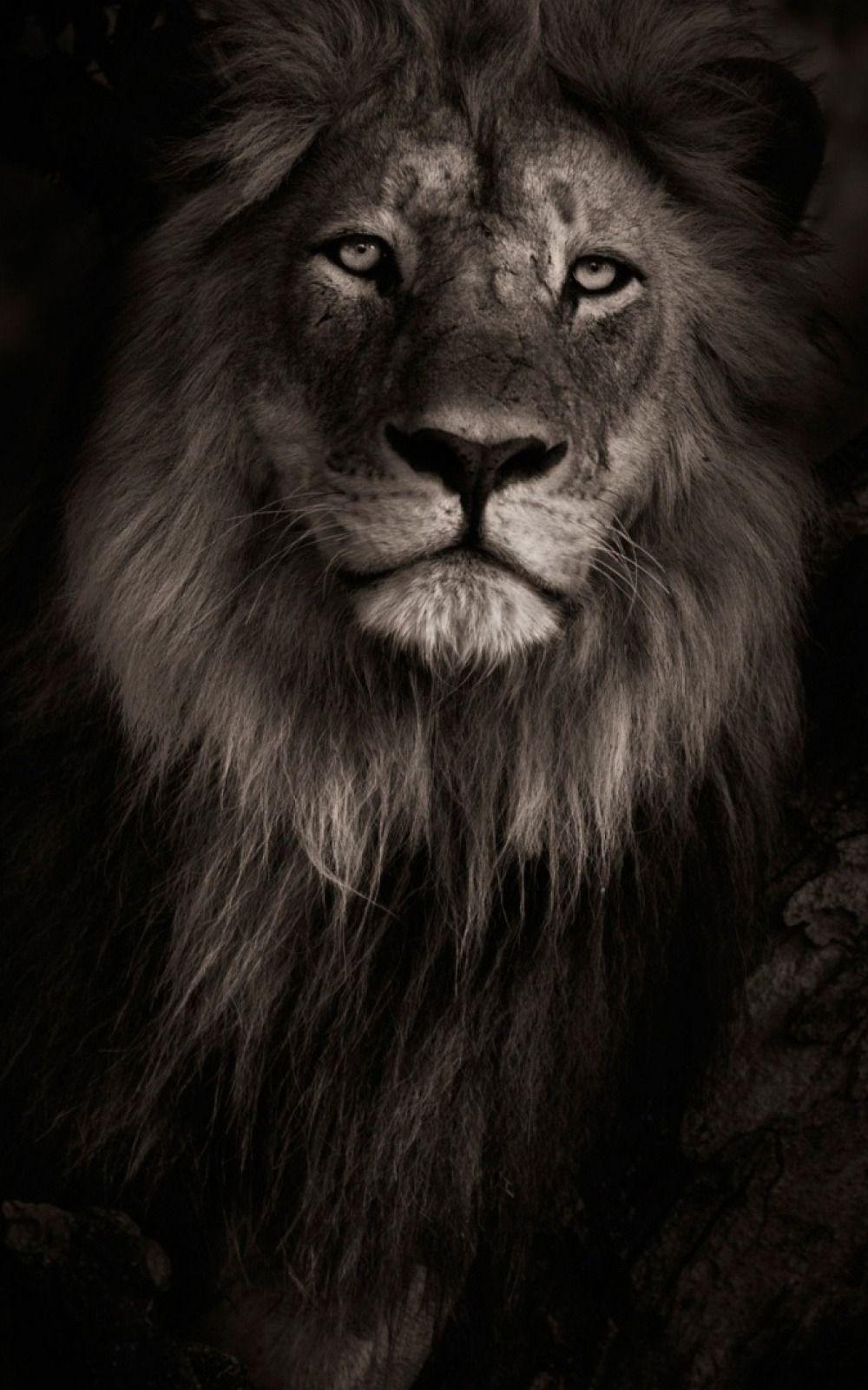 1000x1600 Mobile Wallpaper