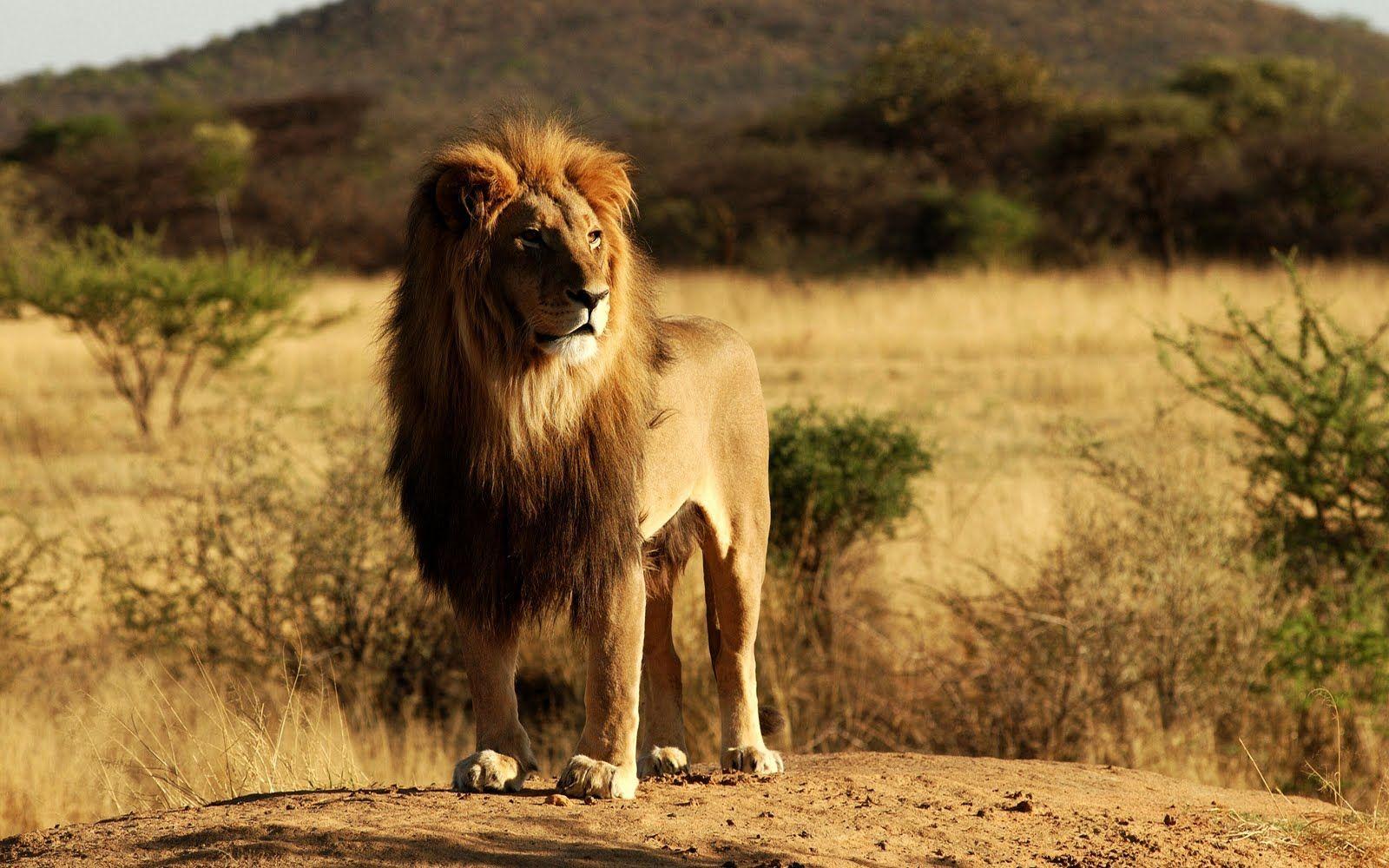 1600x1000 Lion photo's. HD Lions, Full size widescreen Lion wallpaper