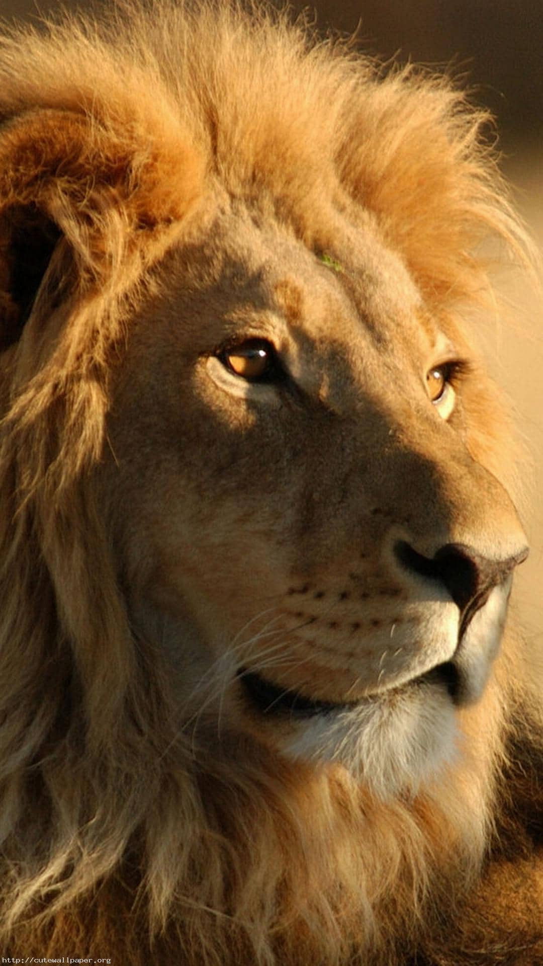 1080x1920 Download This Wallpaper HD Lion Wallpaper 1080p, Download