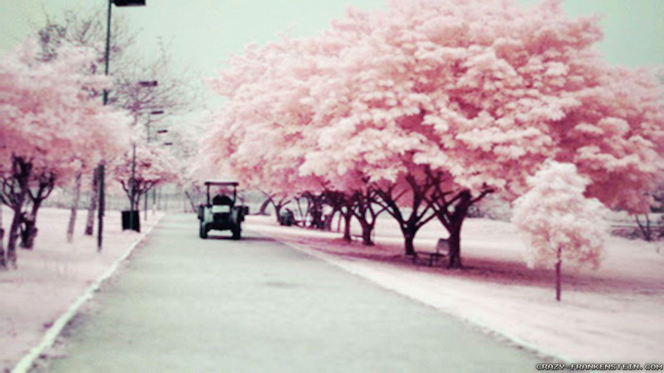 1366x768 Pink Wallpaper