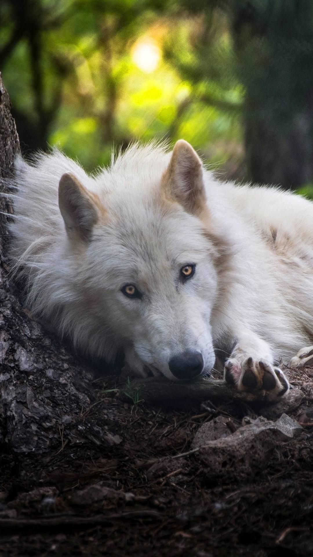 1080x1920 Wolf Wallpaper Wolf Wallpaper [ HQ ]