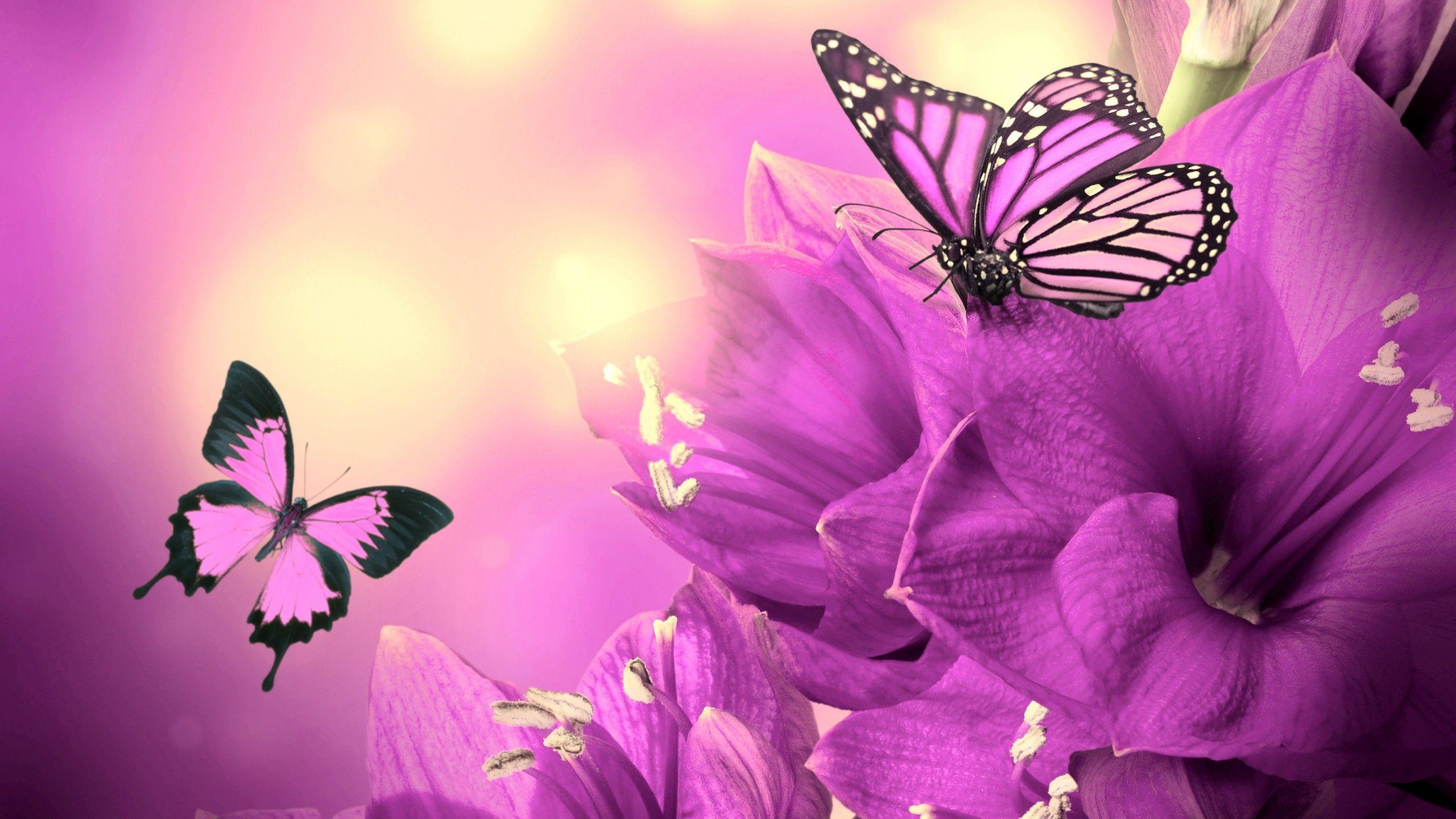 Purple Butterfly HD Wallpapers - Top Free Purple Butterfly HD ...