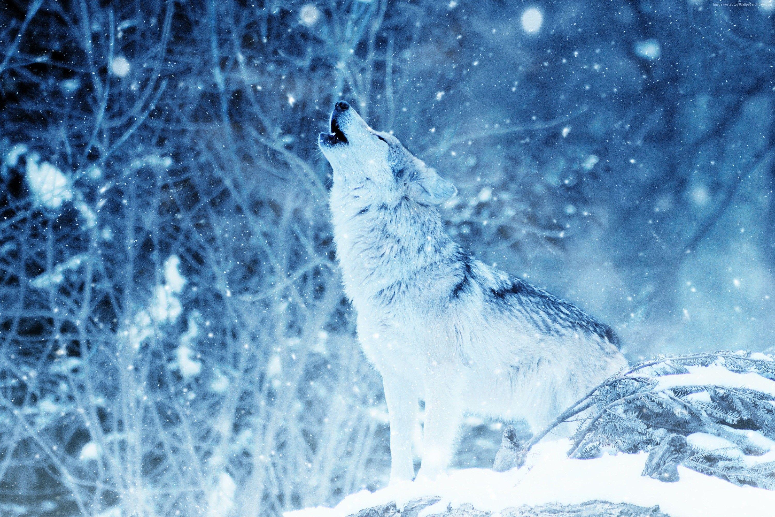 3000x2000 #snow, K, #wolf, #winter