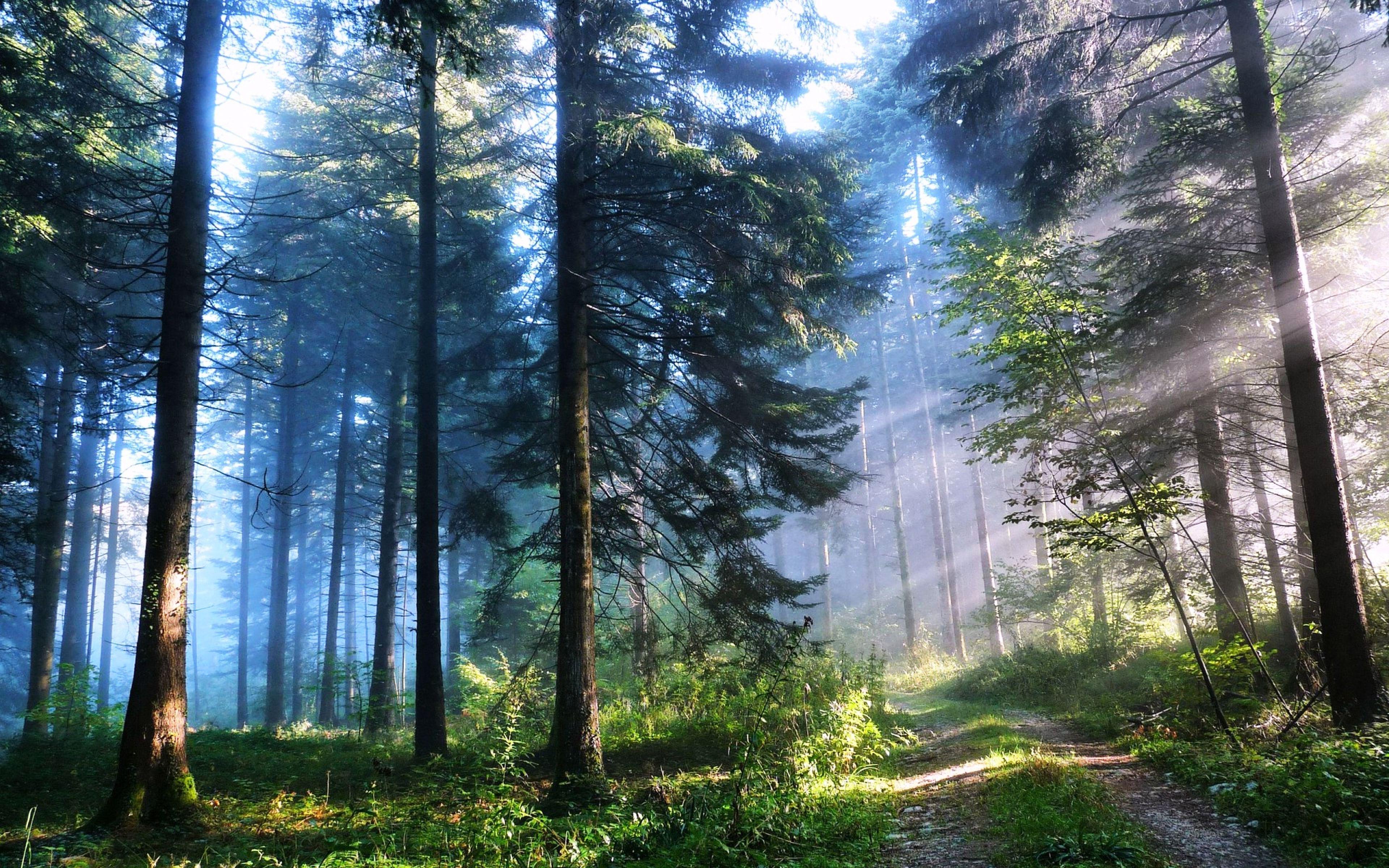 Full HD Forest Wallpapers - Top Free Full HD Forest Backgrounds ...