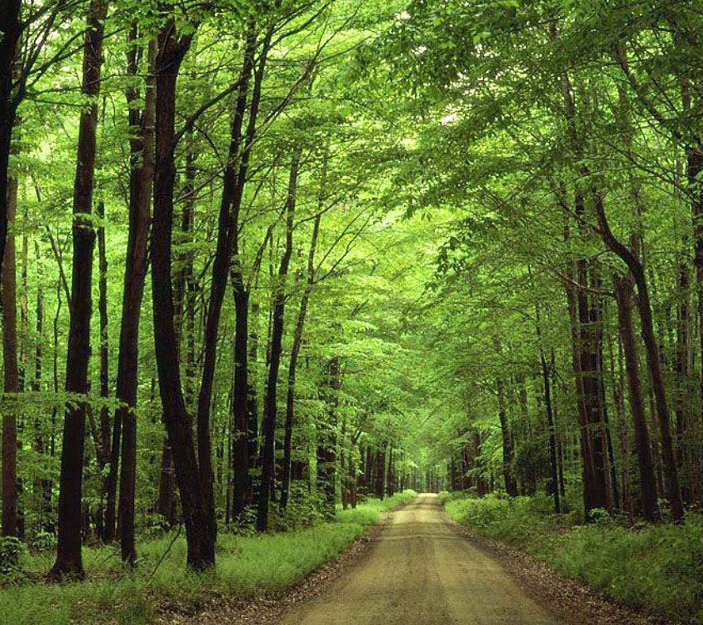 1440x1280 Free download Download Forest Green HD Nature Wallpaper Full HD