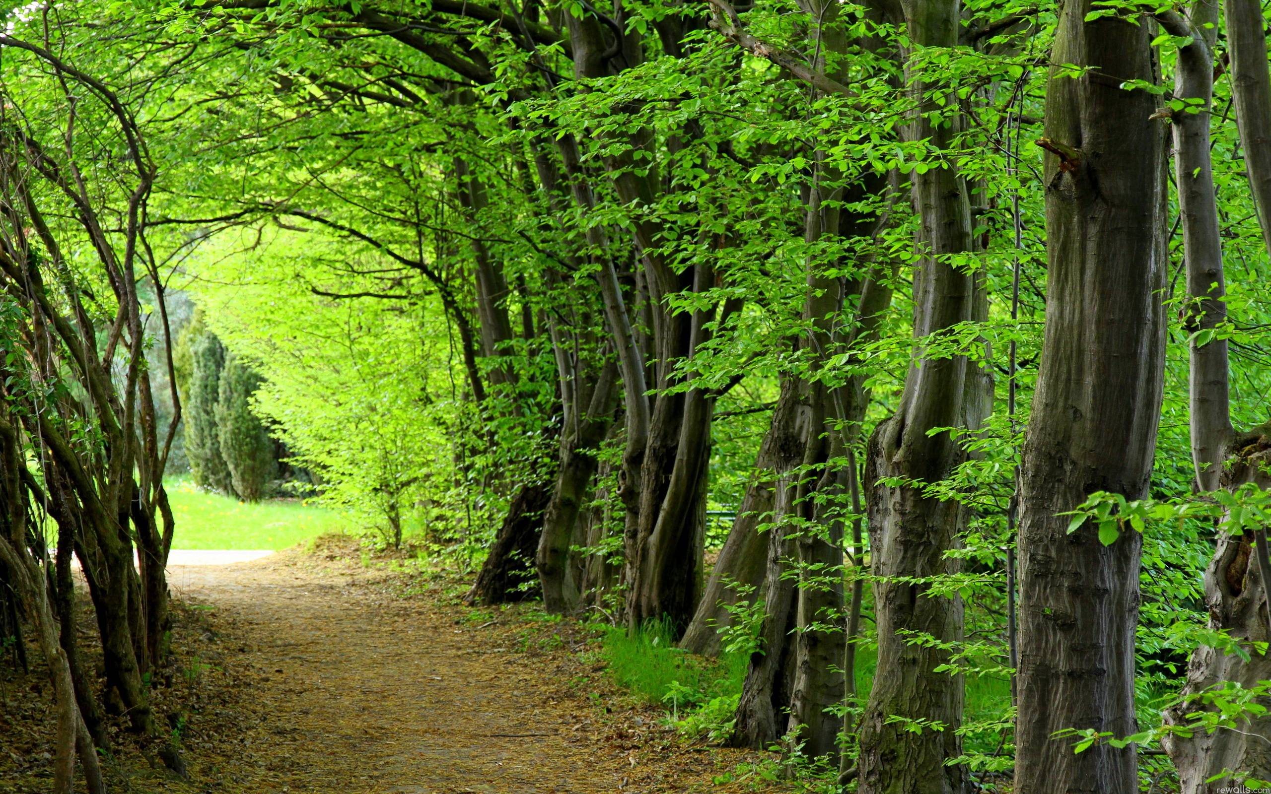 2560x1600 Top Forest Background In High Quality GOLDWALL