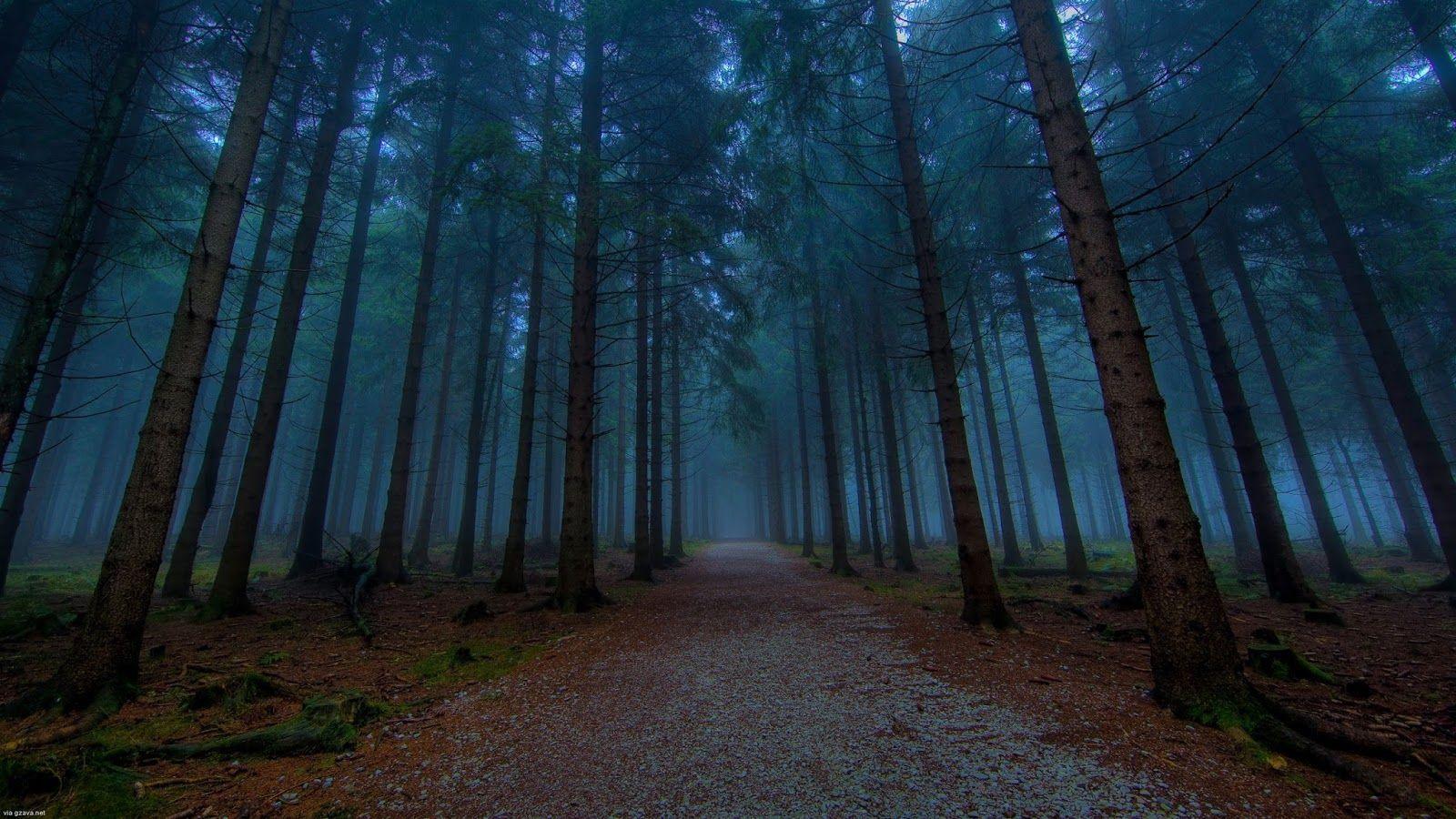 1600x900 Free Foggy Forest Wallpaper Mobile at Landscape Monodomo