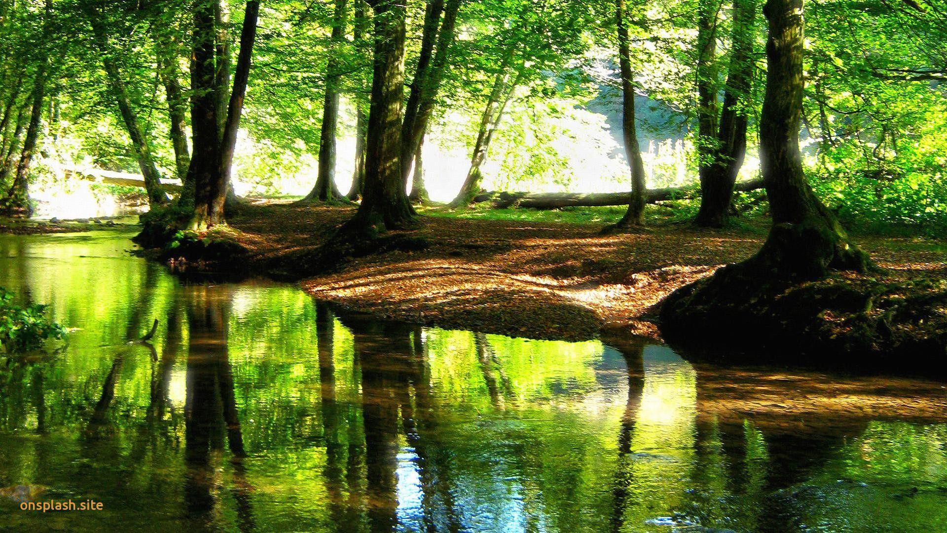 1920x1080 Hd forest Wallpaper for Desk×1080