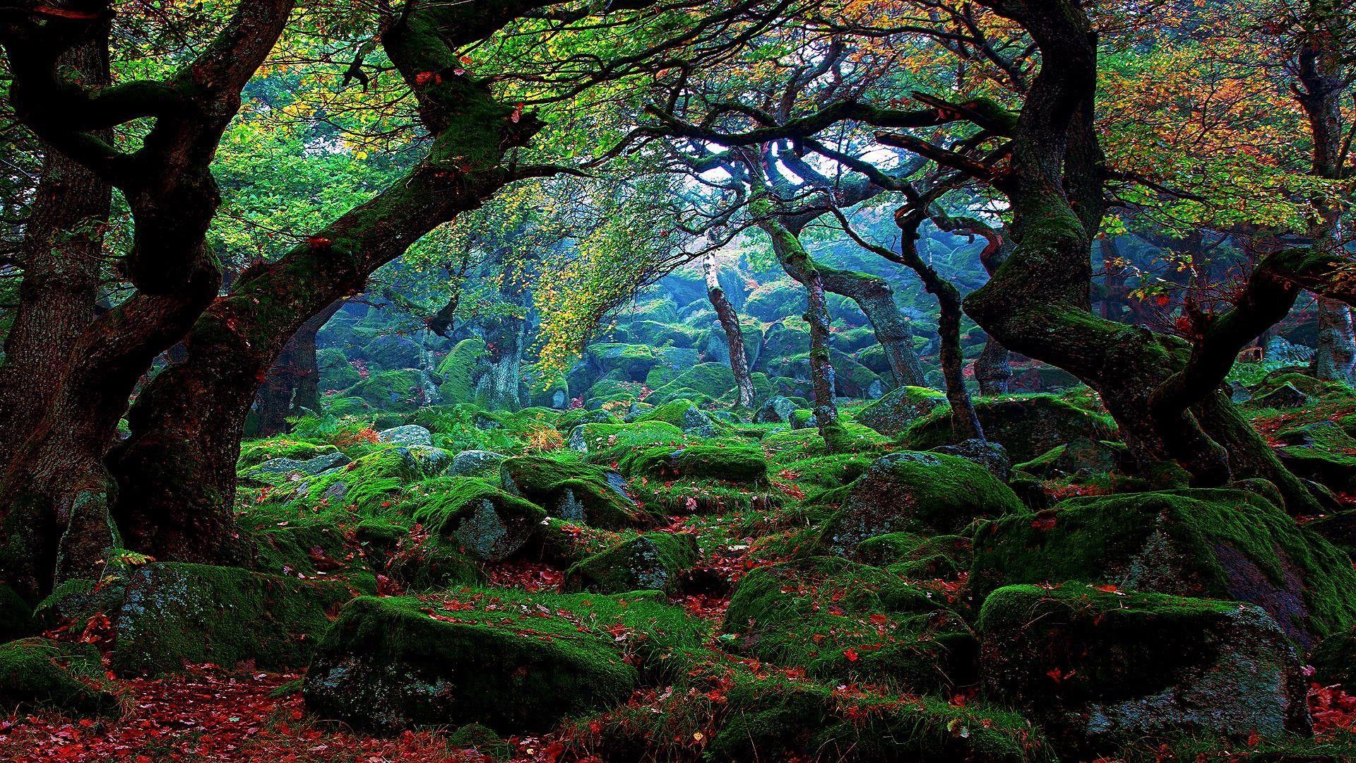 1920x1080 Forest Wallpaper