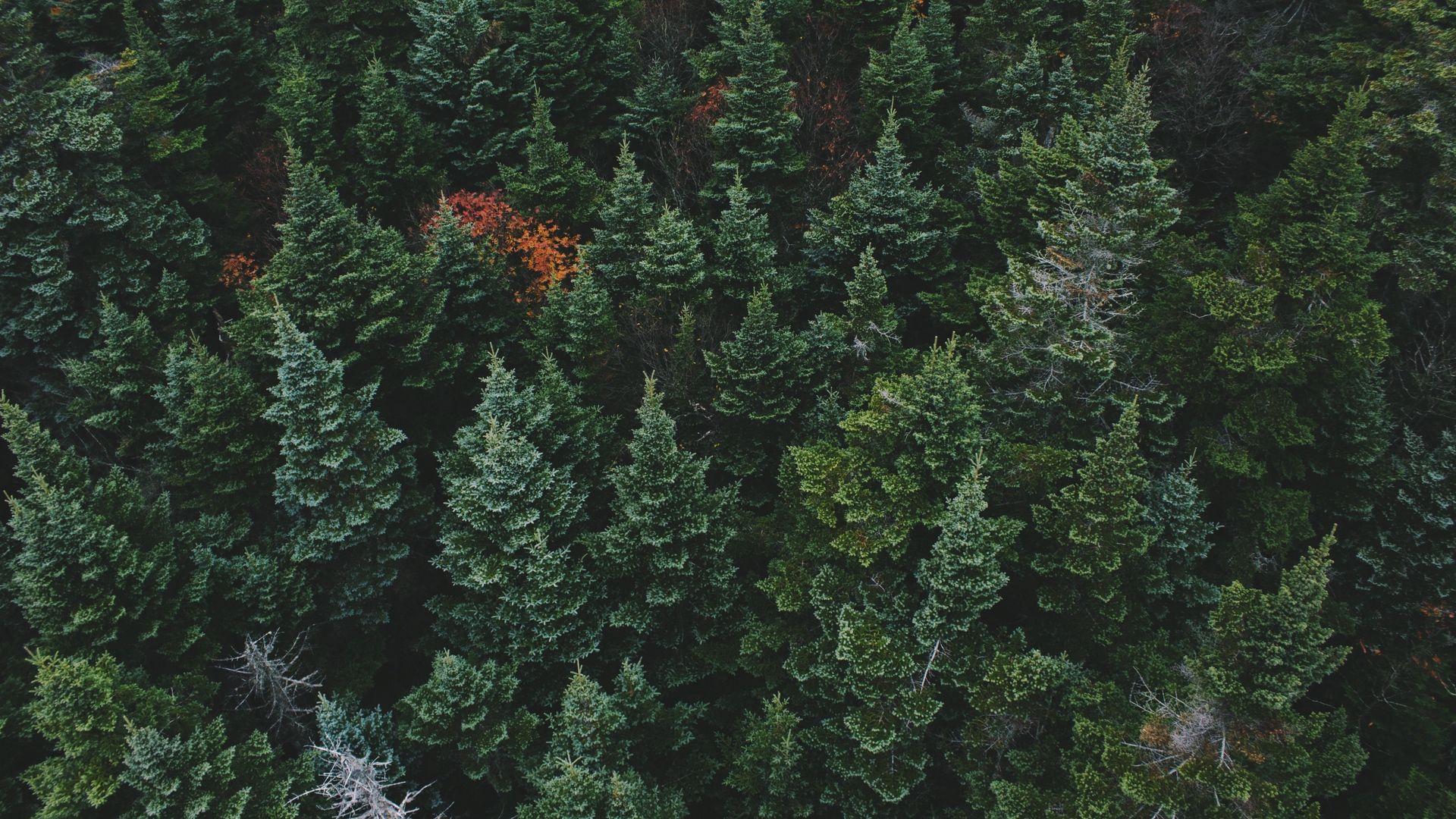1920x1080 Wallpaper Forest Wallpaper For Desktop Background