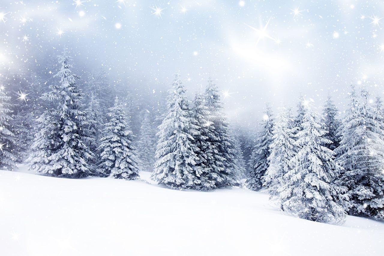 1280x853 Desktop Wallpaper Nature Spruce Winter Snow Trees