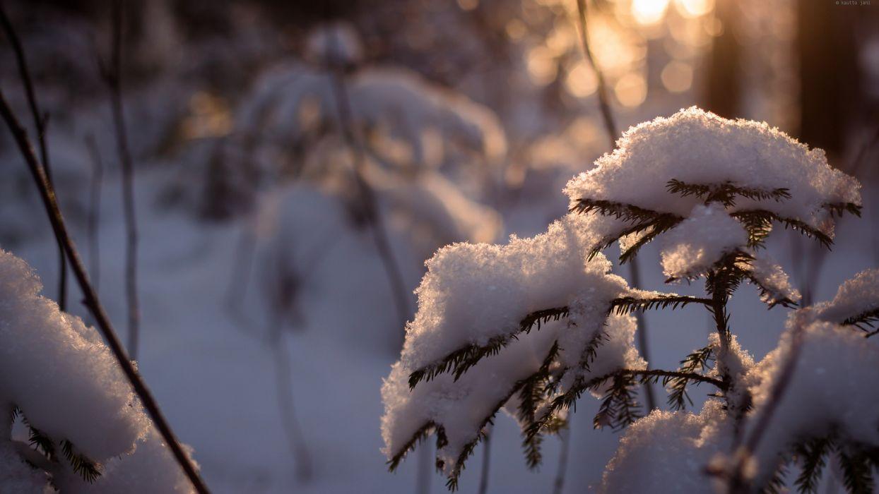 1244x700 Winter snow trees cold sunlight Snowy pine trees wallpaper
