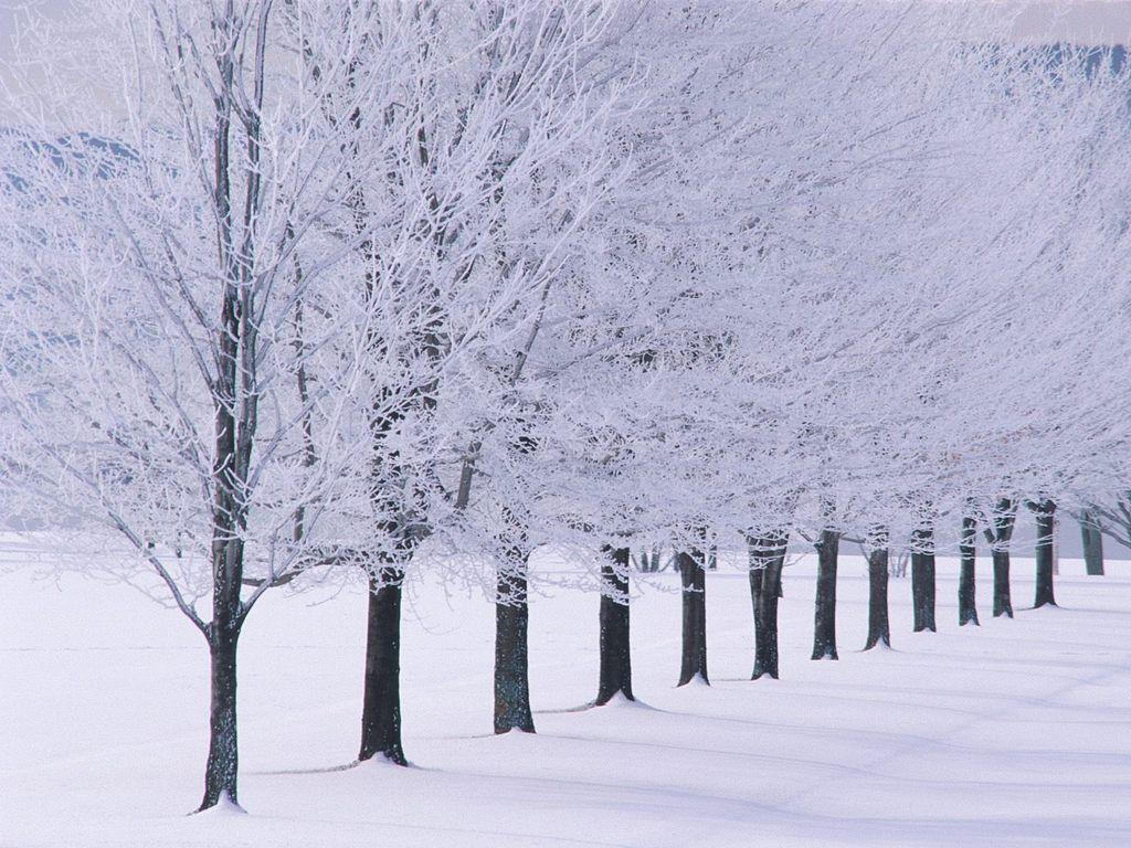1024x768 Snow Trees wallpaperx768