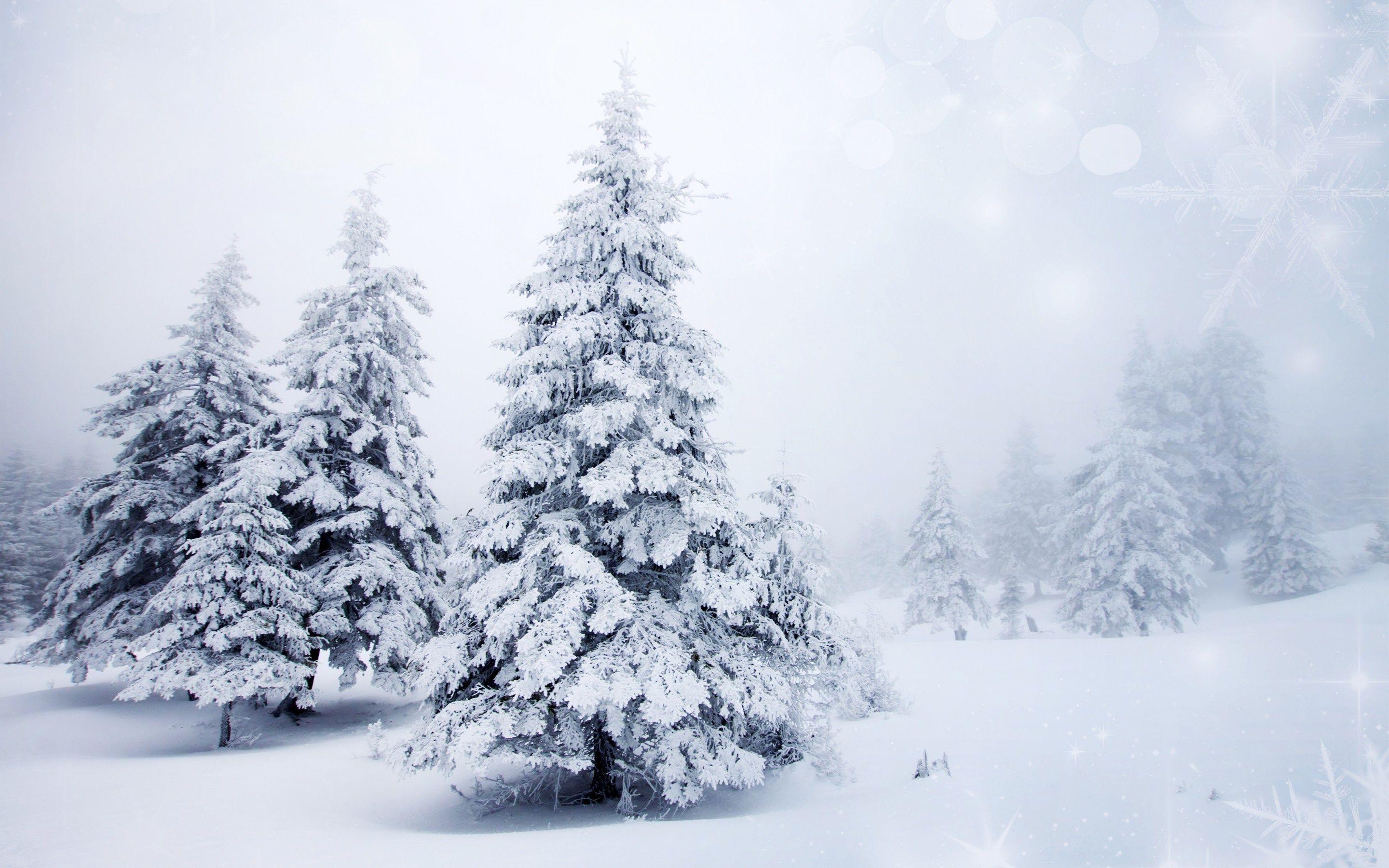 2880x1800 Wallpaper winter, snow, tree, spruce, bokeh desktop wallpaper