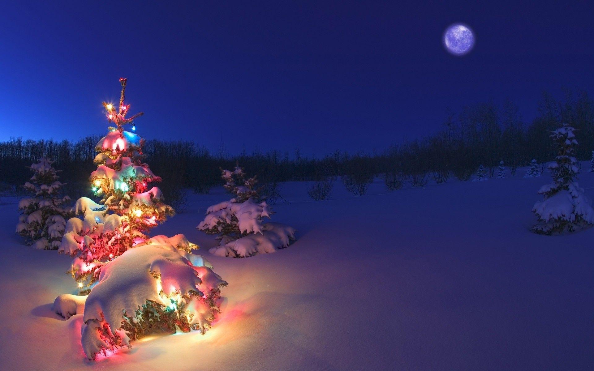 1920x1200 Christmas Tree Snow Wallpaper