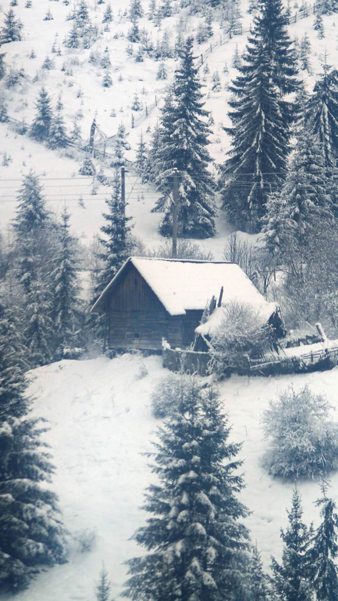1080x1920 Winter Ios Wallpaper Tree Wallpaper
