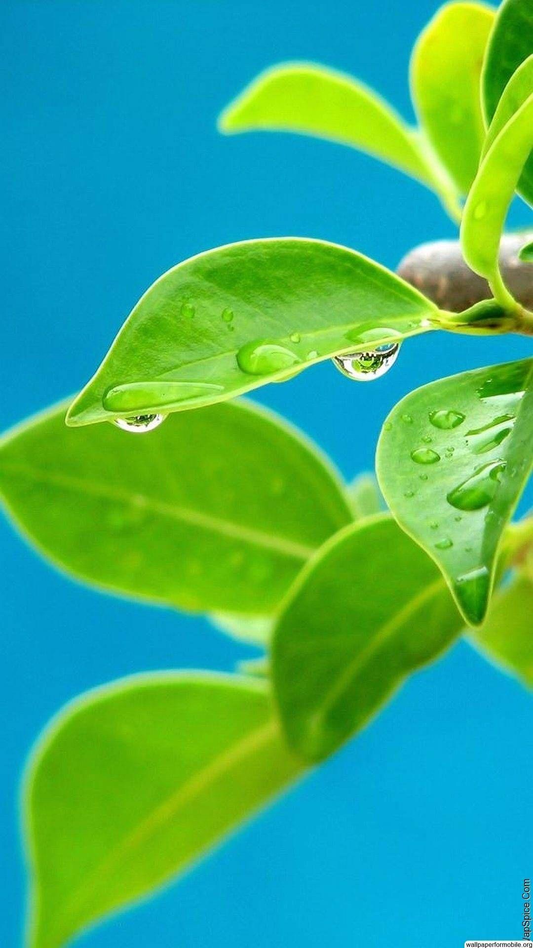 1080x1920 Index Of Themes Wallpaper Nokia 128x160 Wallpaper. Plant