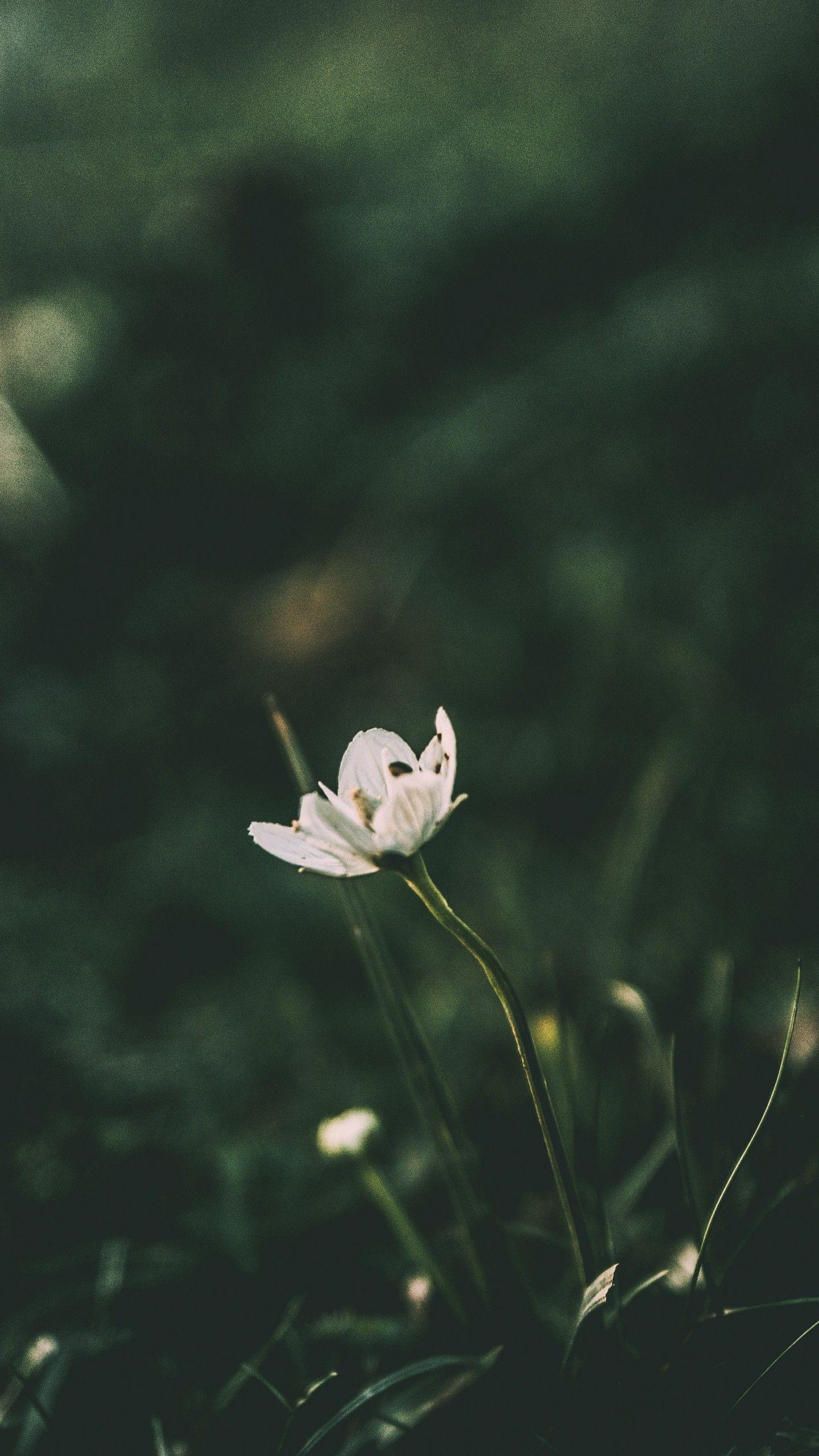 1440x2560 Nokia 9 Wallpaper HD