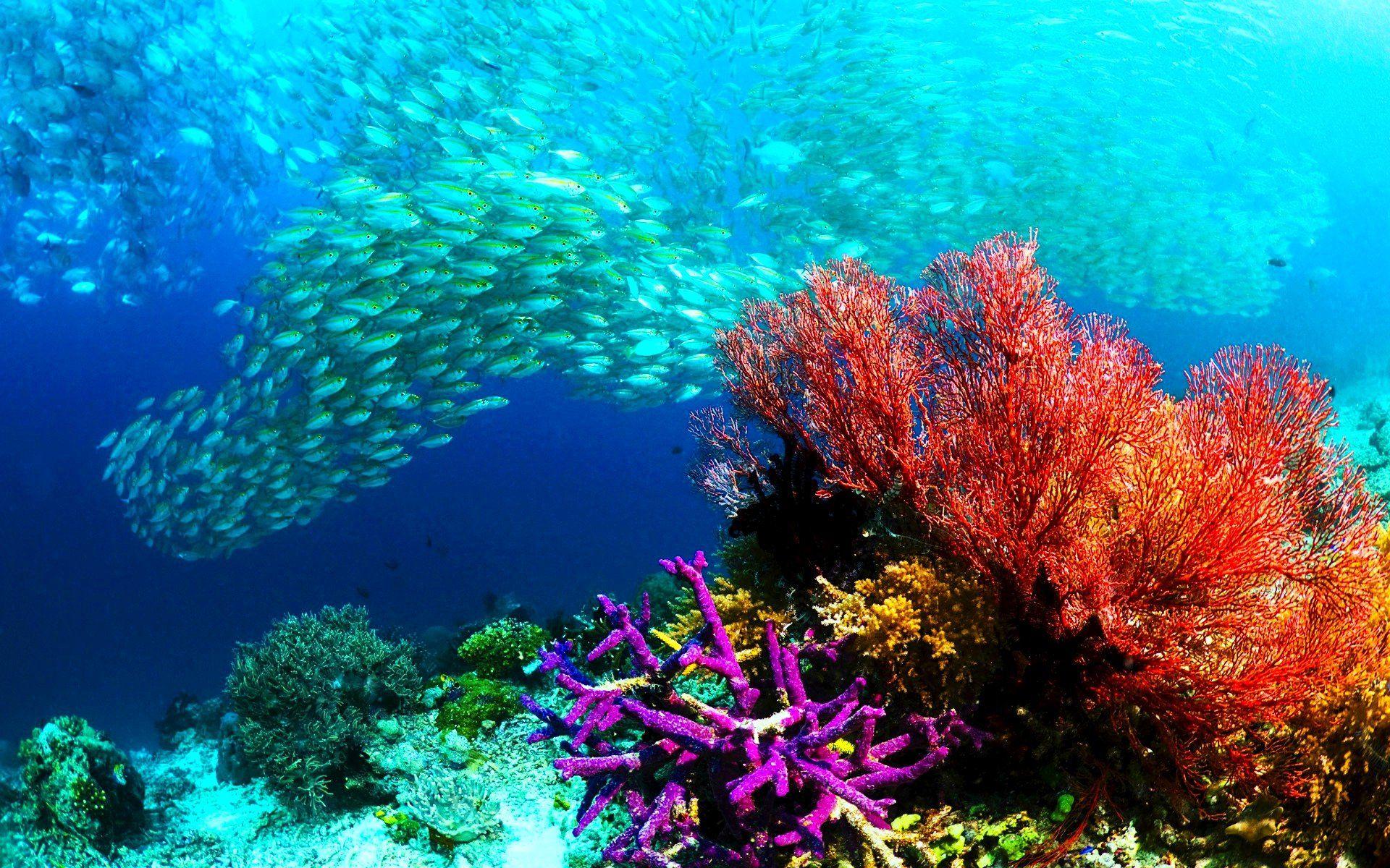 1920x1200 fish, Fishes, Underwater, Ocean, Sea, Sealife, Nature Wallpaper