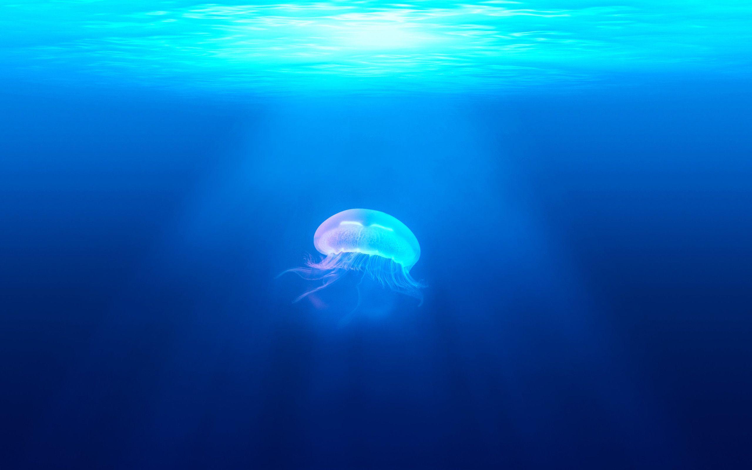 2560x1600 Underwater Jellyfish High Resolution Underwater, Download