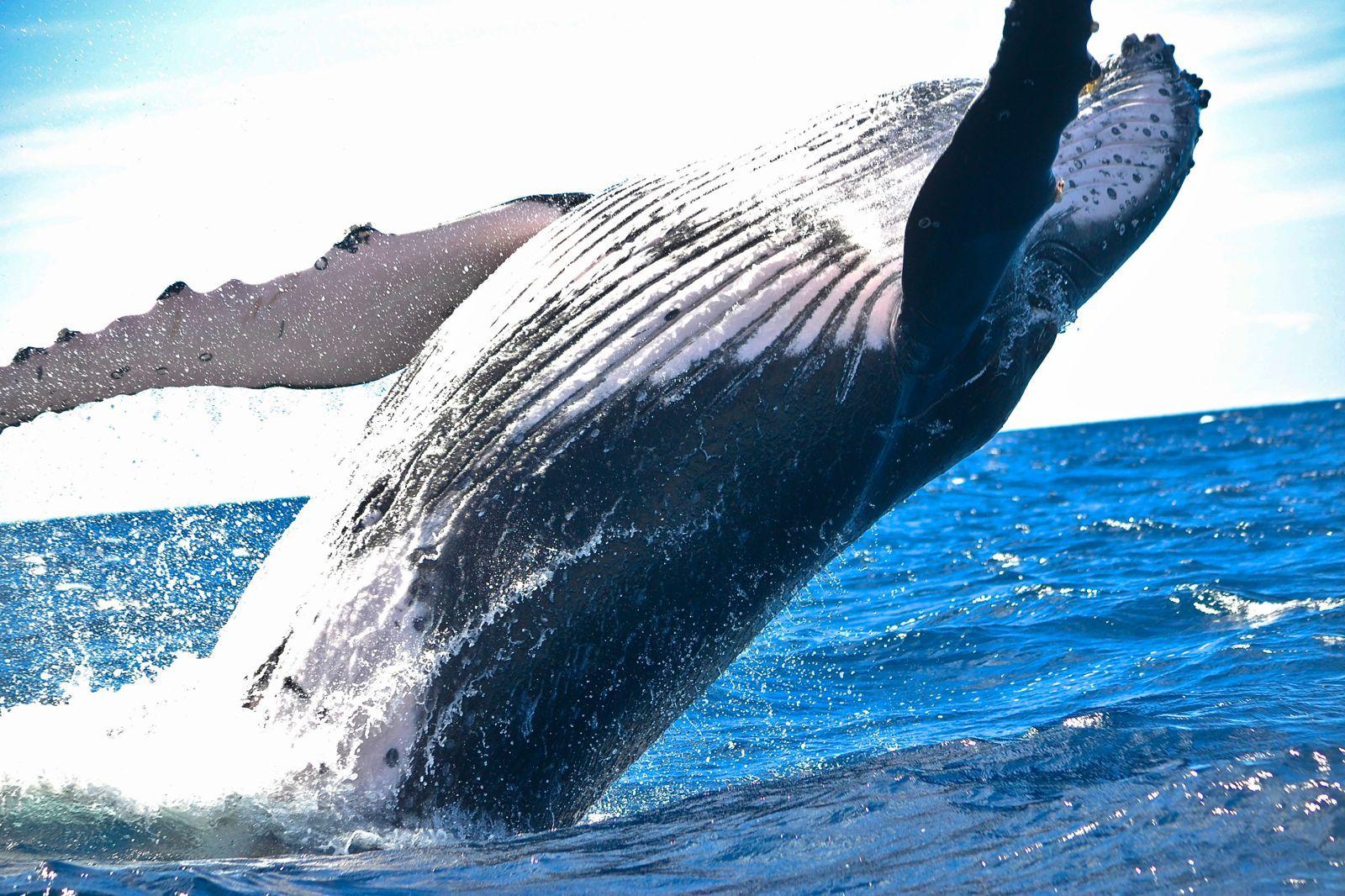 1600x1066 Nature Water Sea Animal Ocean Wallpaper.com. Best