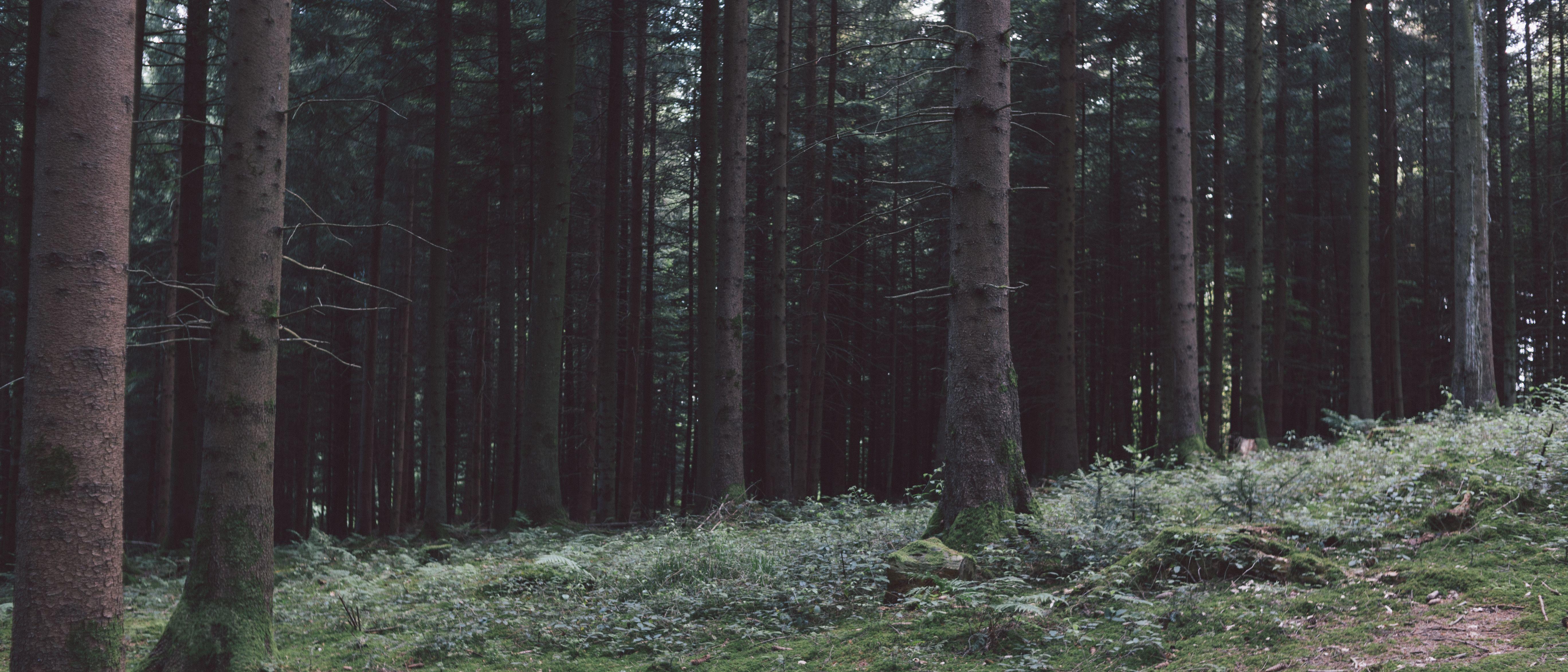 5472x2345 #dark, #Switzerland, #wood, #forest, #nature, #trees