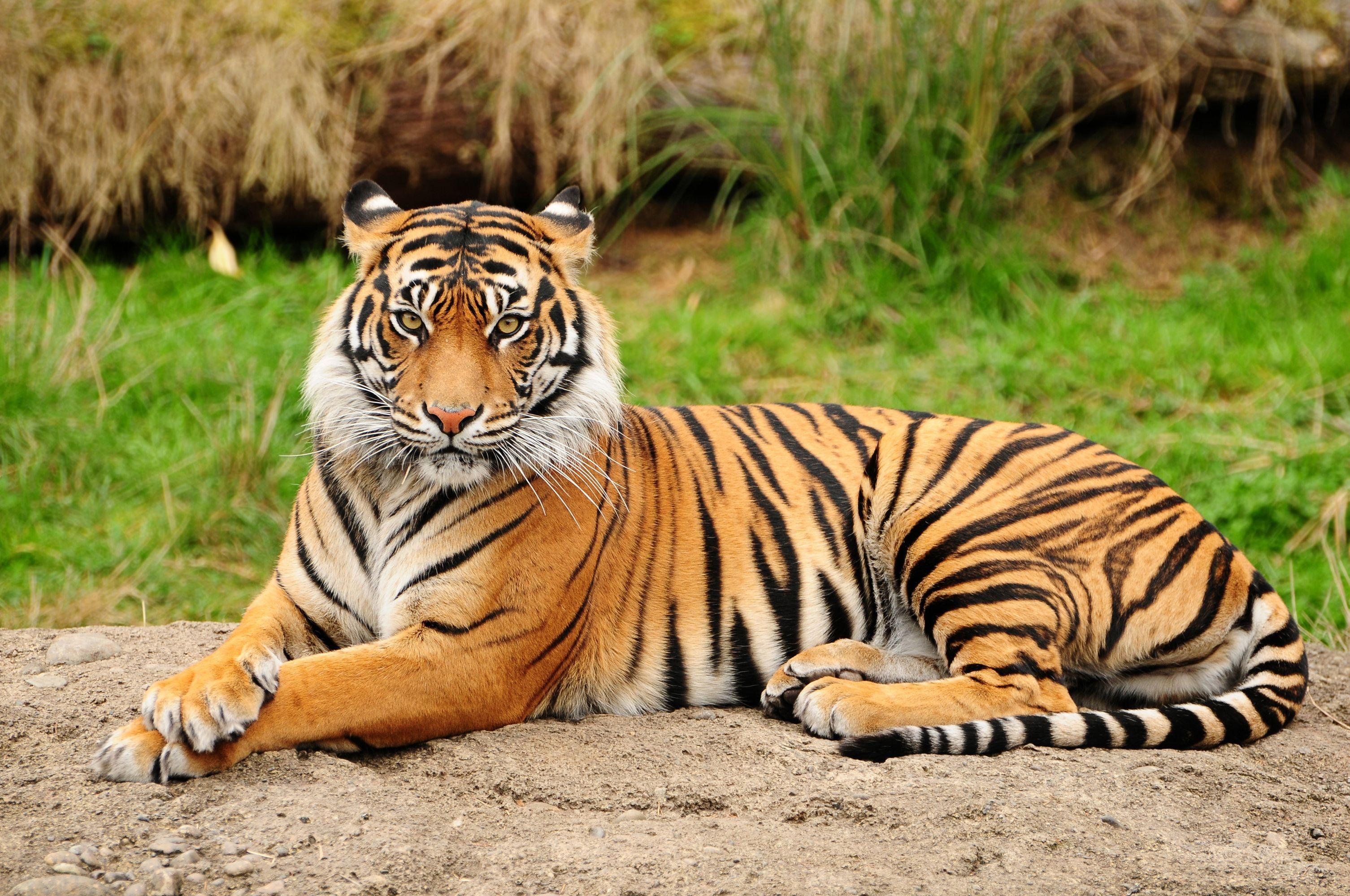 Bengal Tiger Wallpaper 4K Wild Close up Big cat 5K 3216