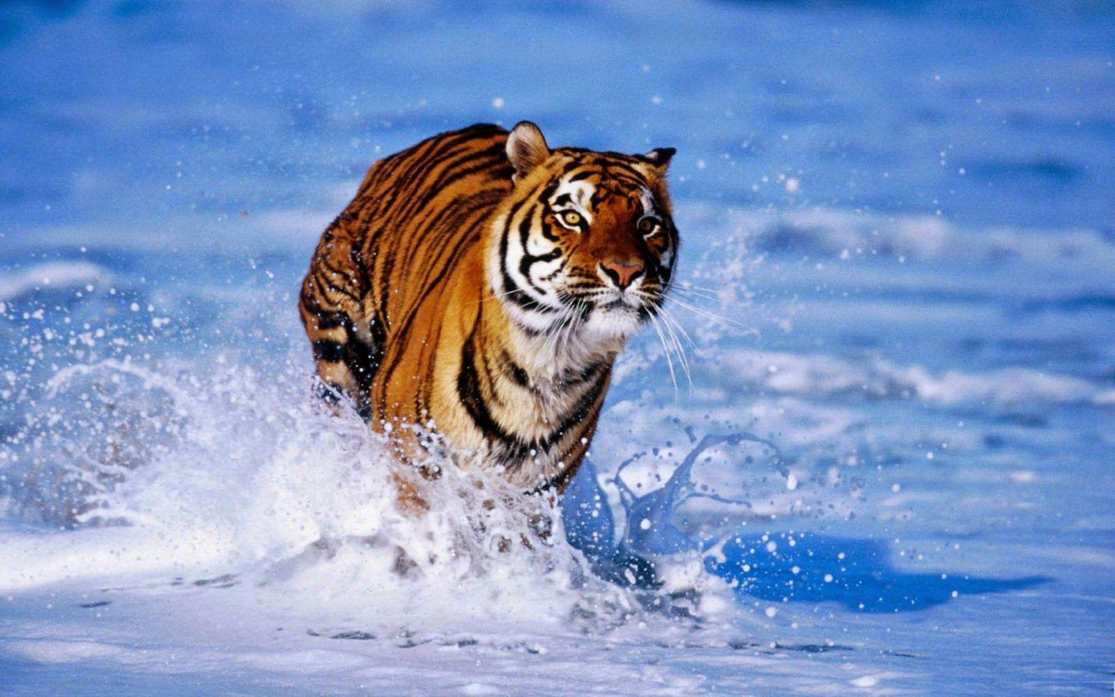 Bengal Tiger Wallpapers - Top Free Bengal Tiger Backgrounds -  WallpaperAccess