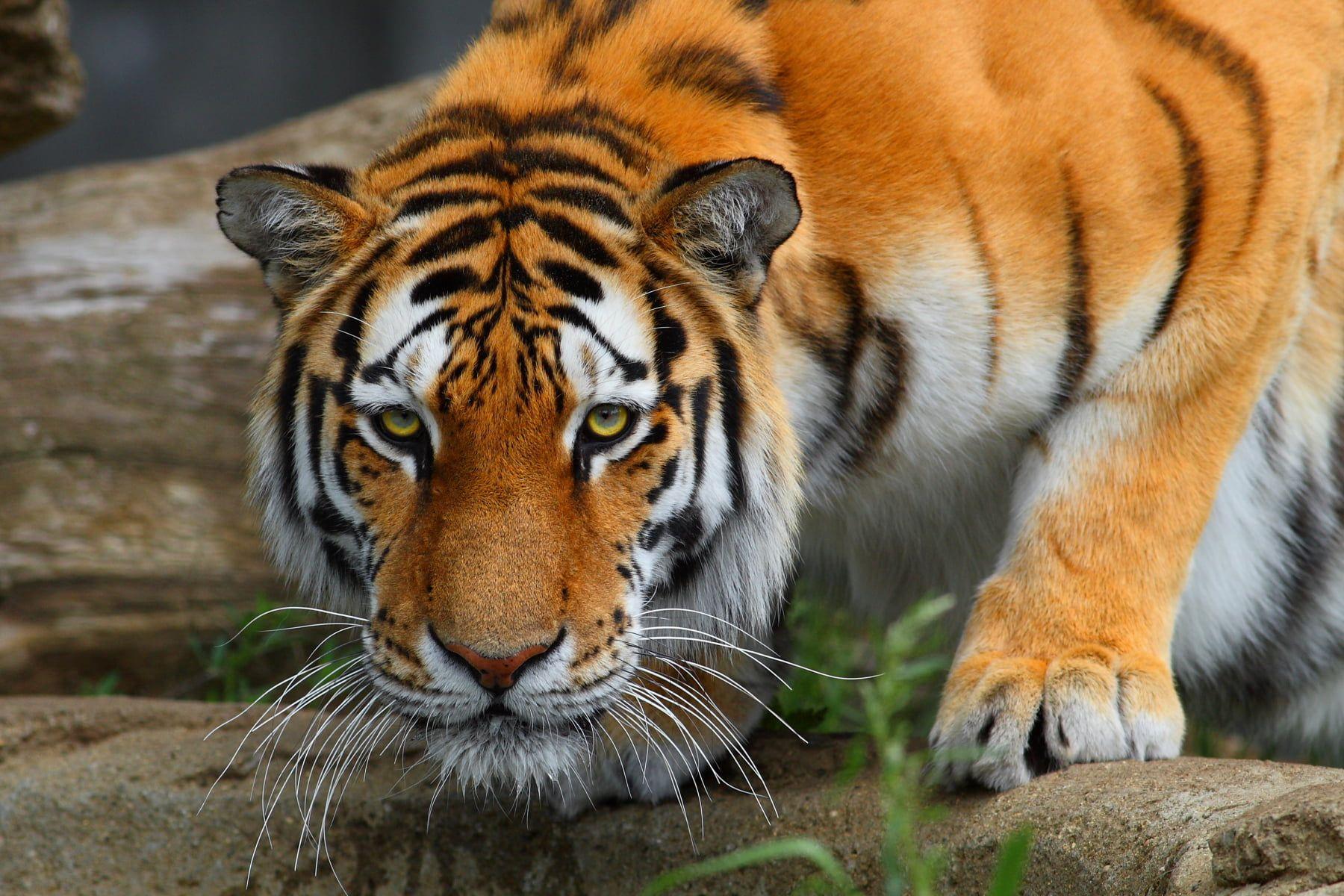 Download Free Bengal Tiger Wallpaper  PixelsTalkNet