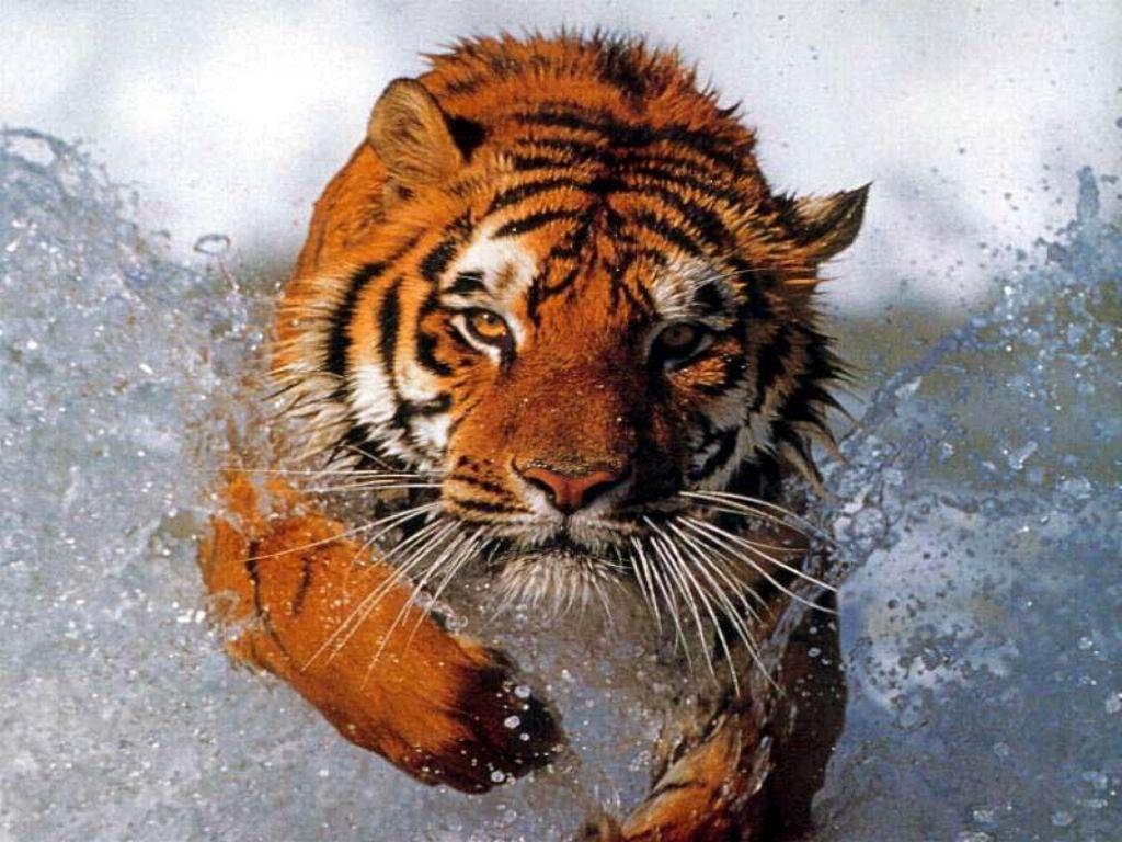 1024x768 Bengal Tiger Wallpaper, Bengal Tiger Running