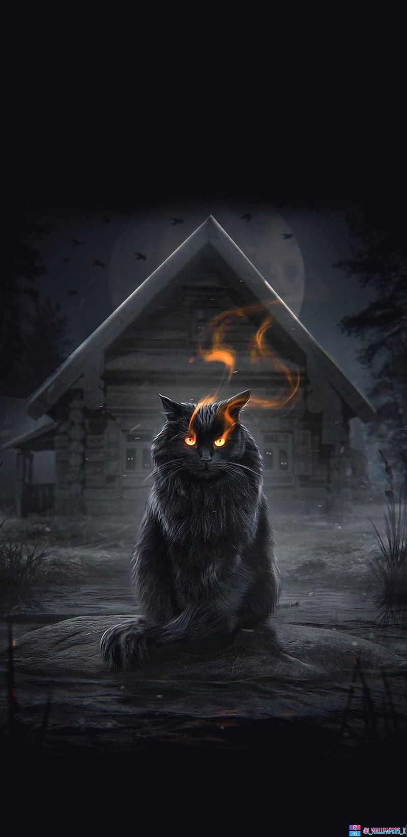 800x1644 HD smoking cat wallpaper