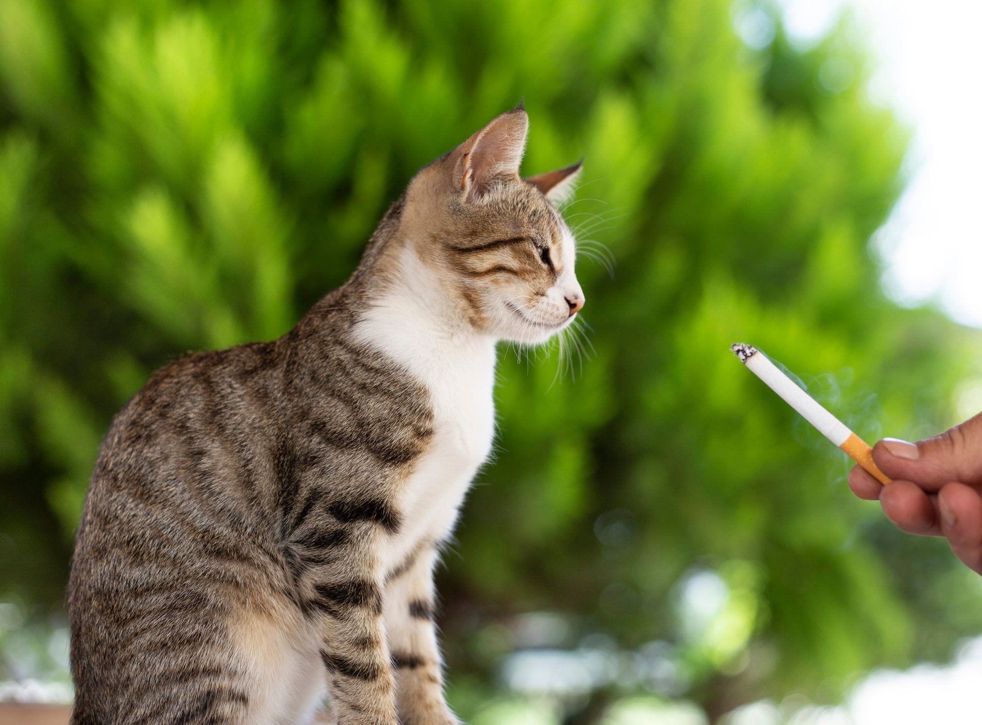 2016x1487 The Dangerous Effects Smoking Has on Your Pets