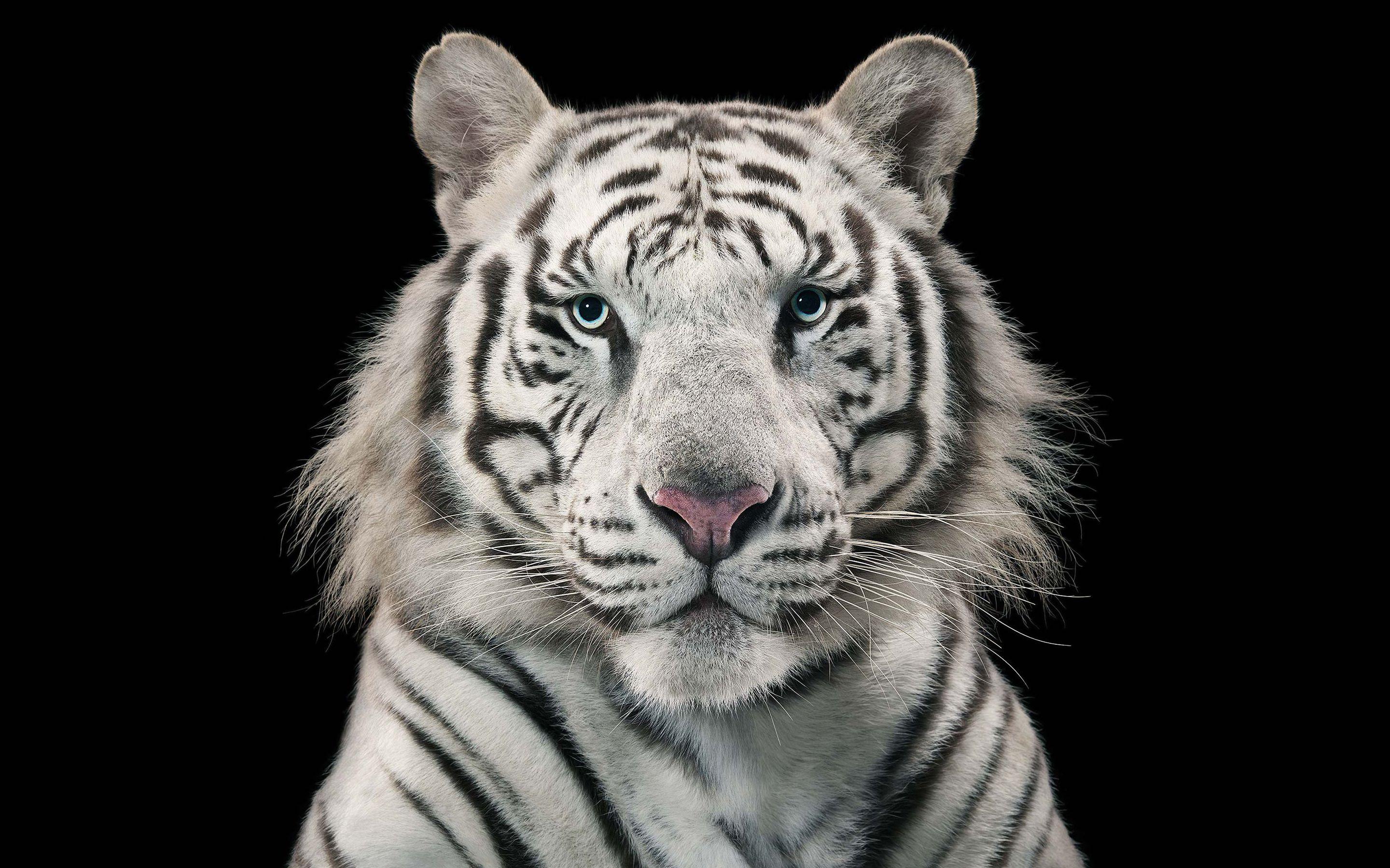 2880x1800 White Tiger Bengal Tiger Wallpaper