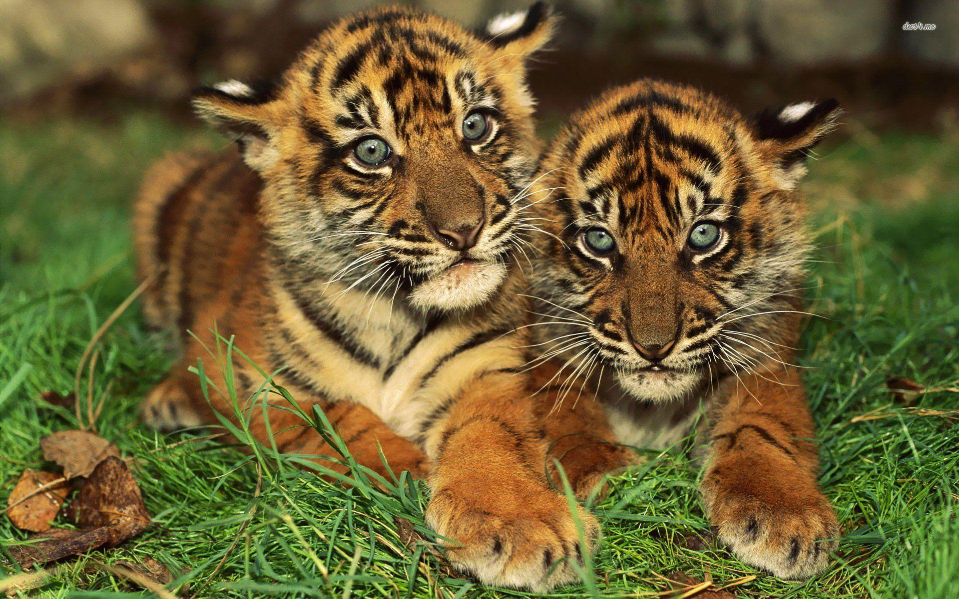 1920x1200 animals, Tigers, Cubs, Bengal, Tigers, Baby, Animals Wallpaper HD