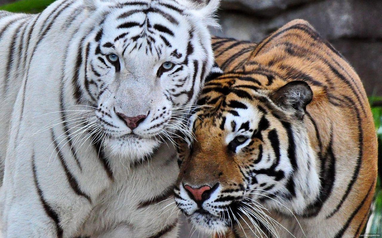 1280x800 Free download White Bengal Tiger Wallpaper [1280x800]