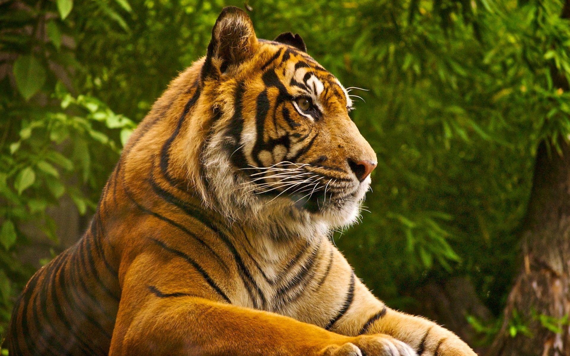 1920x1200 Bengal Tiger Desktop Background HD 955 :