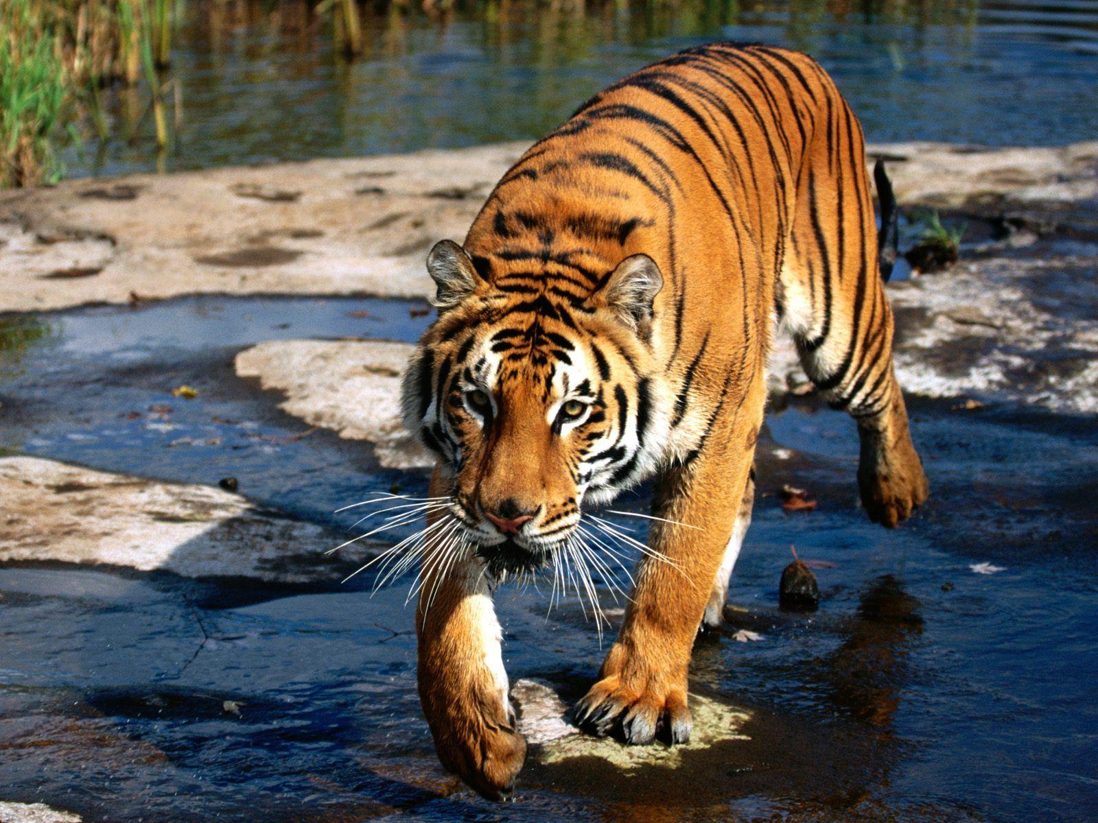 1600x1200 Prowler, Bengal Tiger Wallpaper