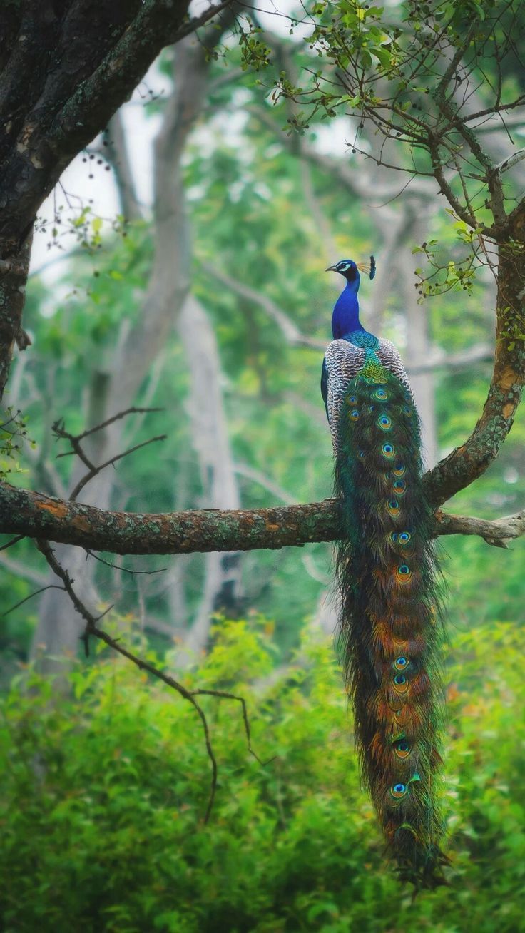 736x1308 Pinterest. Wildlife wallpaper, Most beautiful birds, Wildlife photography birds