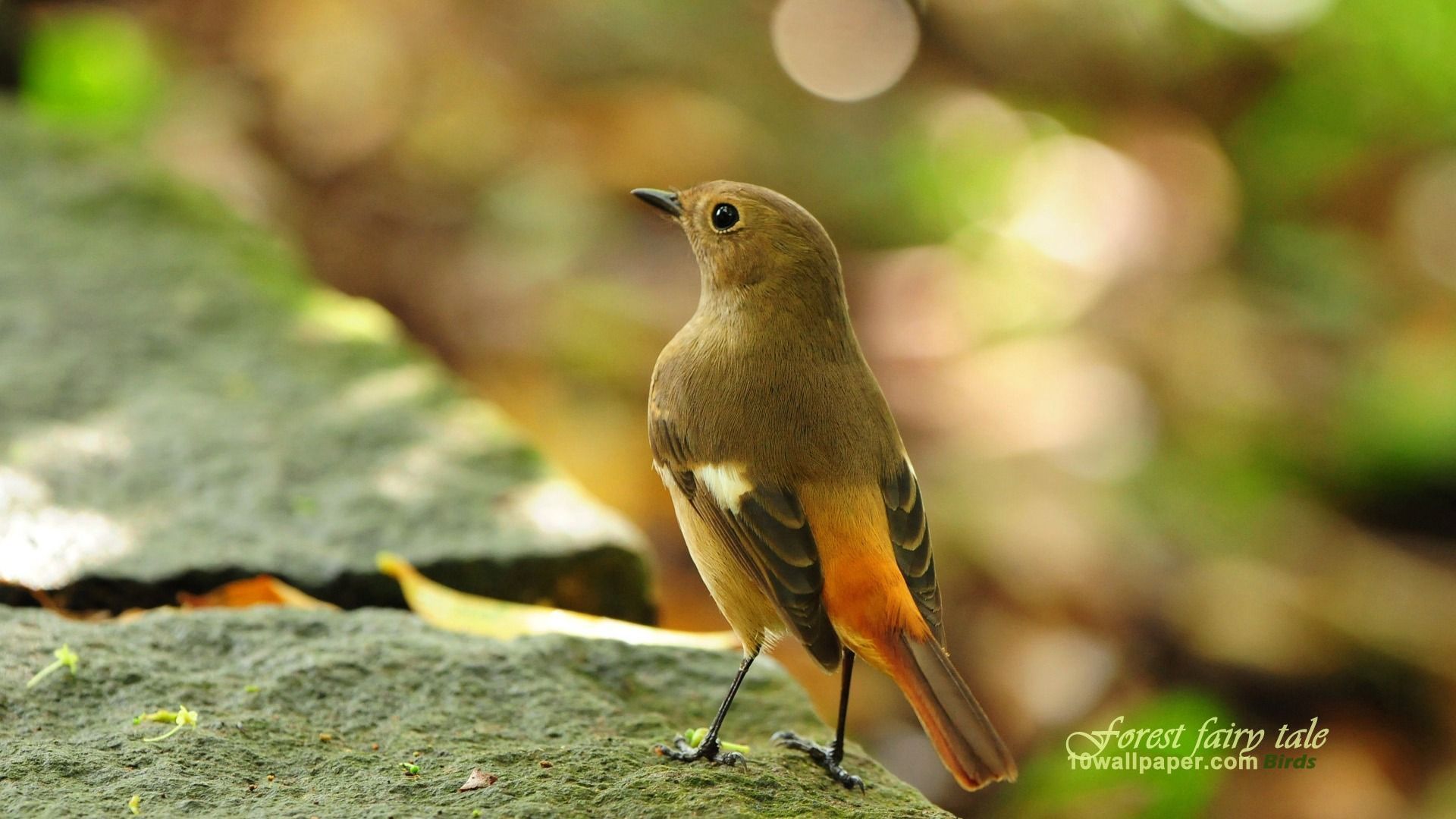 1920x1080 Forest Birds Spring Cute Bird Wallpaper