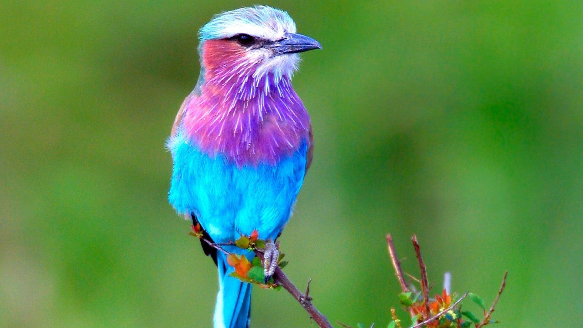 1920x1080 bird, Animal, Beautiful, Wild, Wings, Exotic, Birds Wallpaper HD / Desktop and Mobile Background